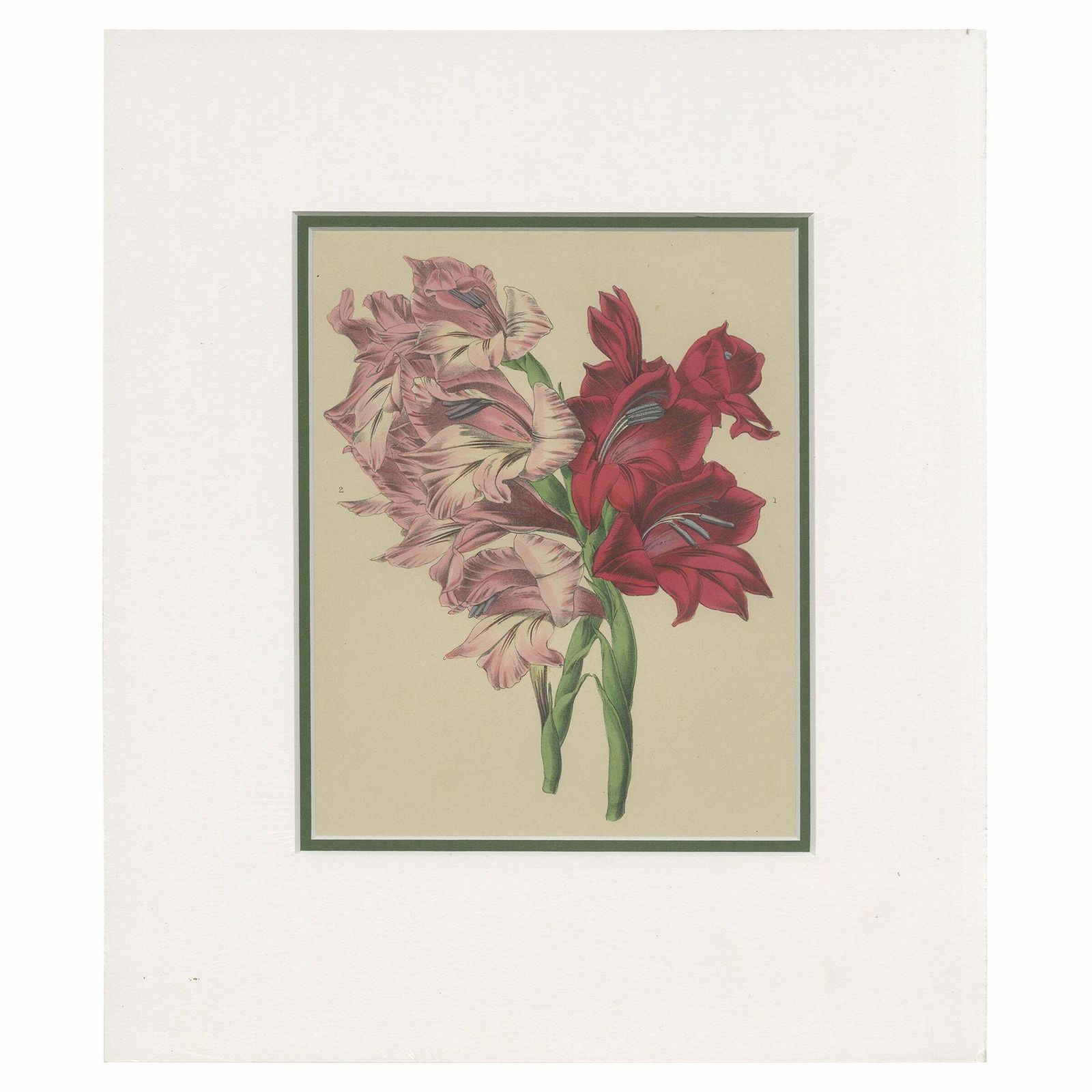 Antique Botany Print Of Gladiolus Varieties 'C.1850'
