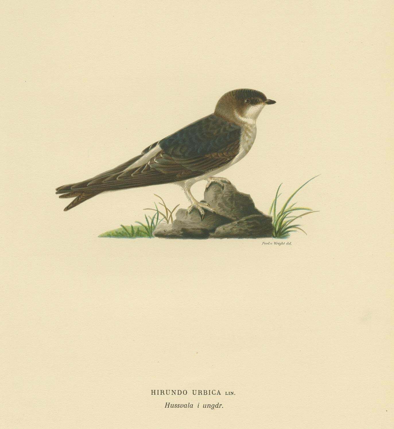 Antique Bird Print Of The Common House Martin By Von Wright, '1927' photo Art