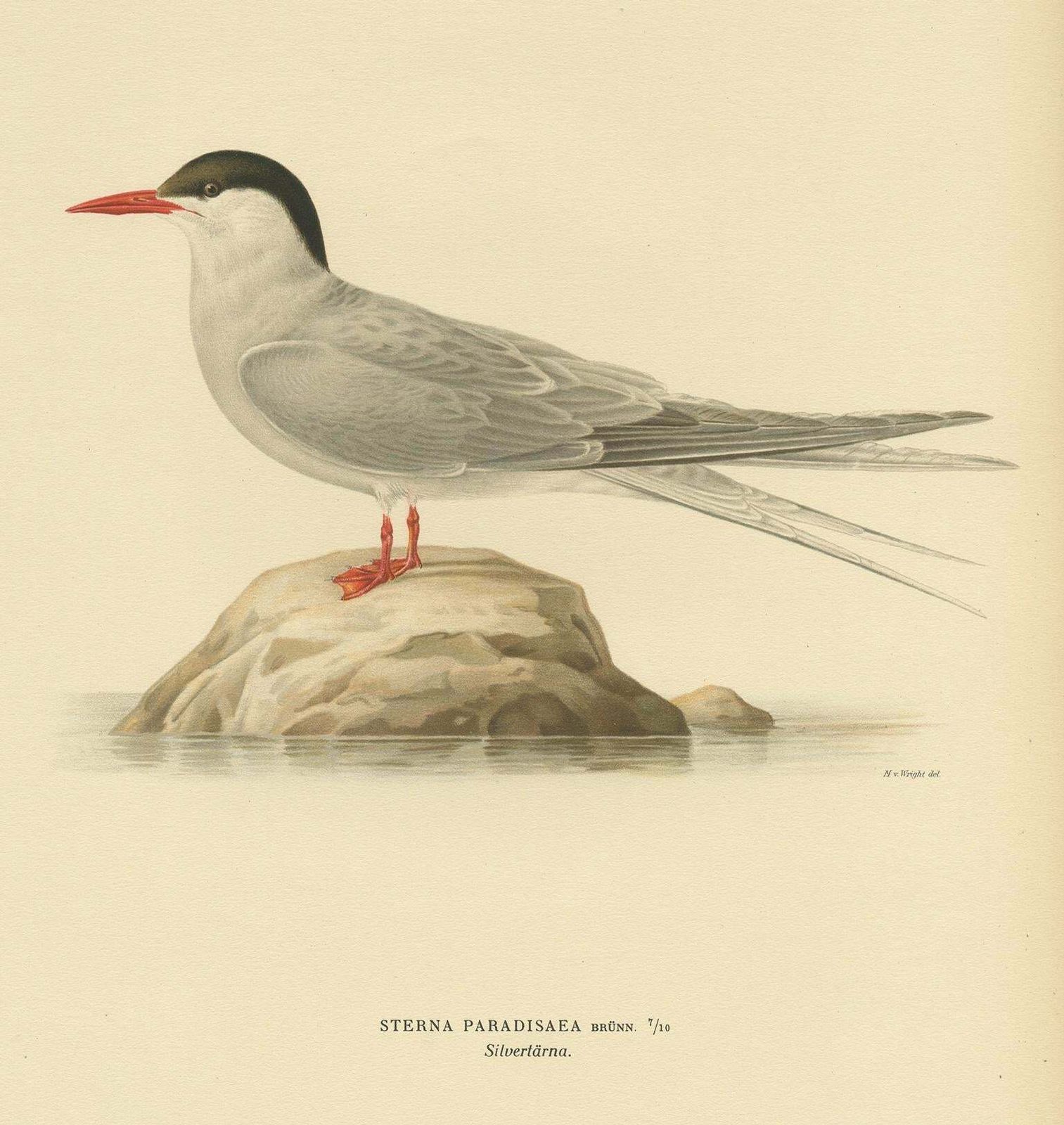 Antique Bird Print Of The Arctic Tern By Von Wright, 1927 photo Art