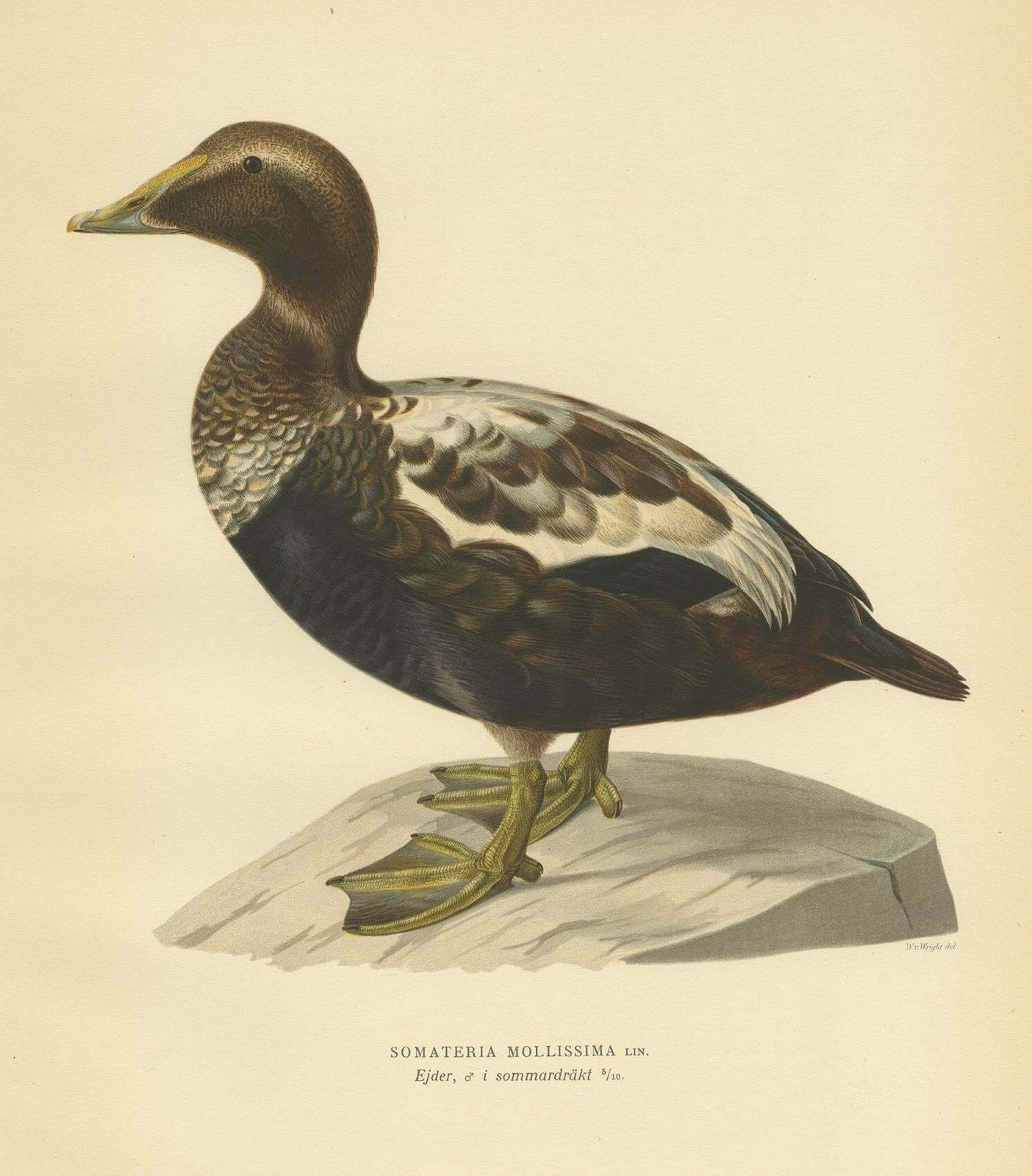 Antique Bird Print Of A Male Common Eider By Von Wright, '1929' photo Art