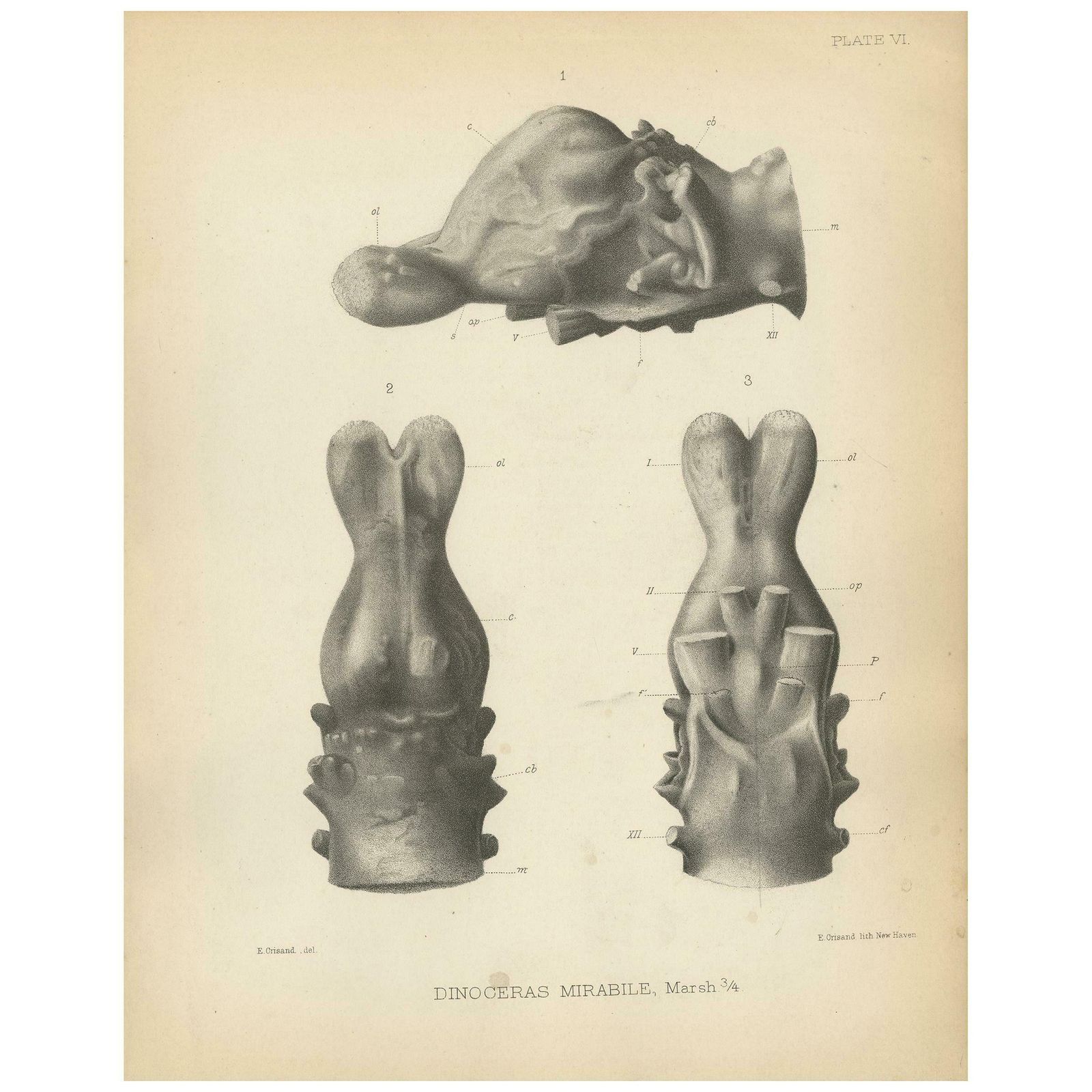 Antique Paleontology Print Of The Skull Of A Tinoceras Ingens By Marsh