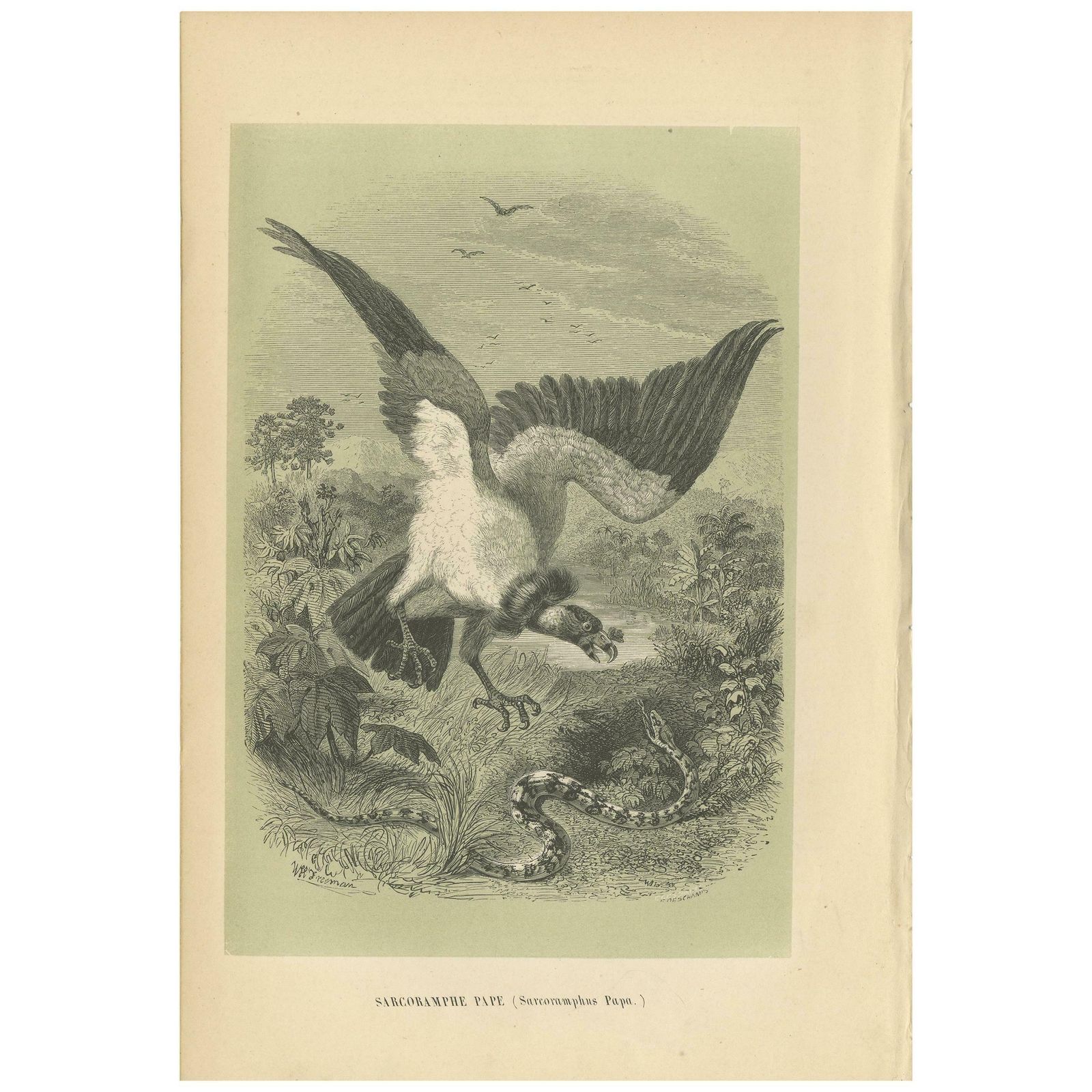 Antique Bird Print Of The King Vulture, '1853'