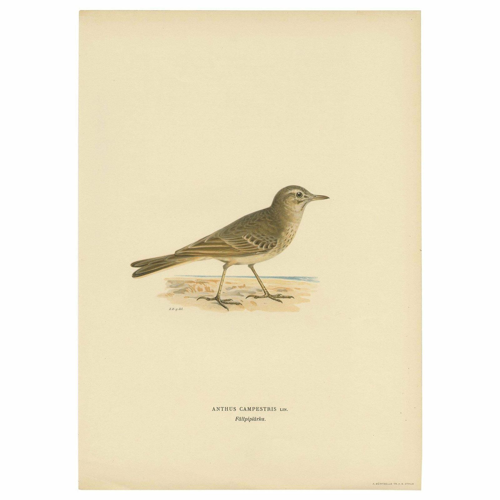 Antique Bird Print Of The Tawny Pipit By Von Wright '1927'