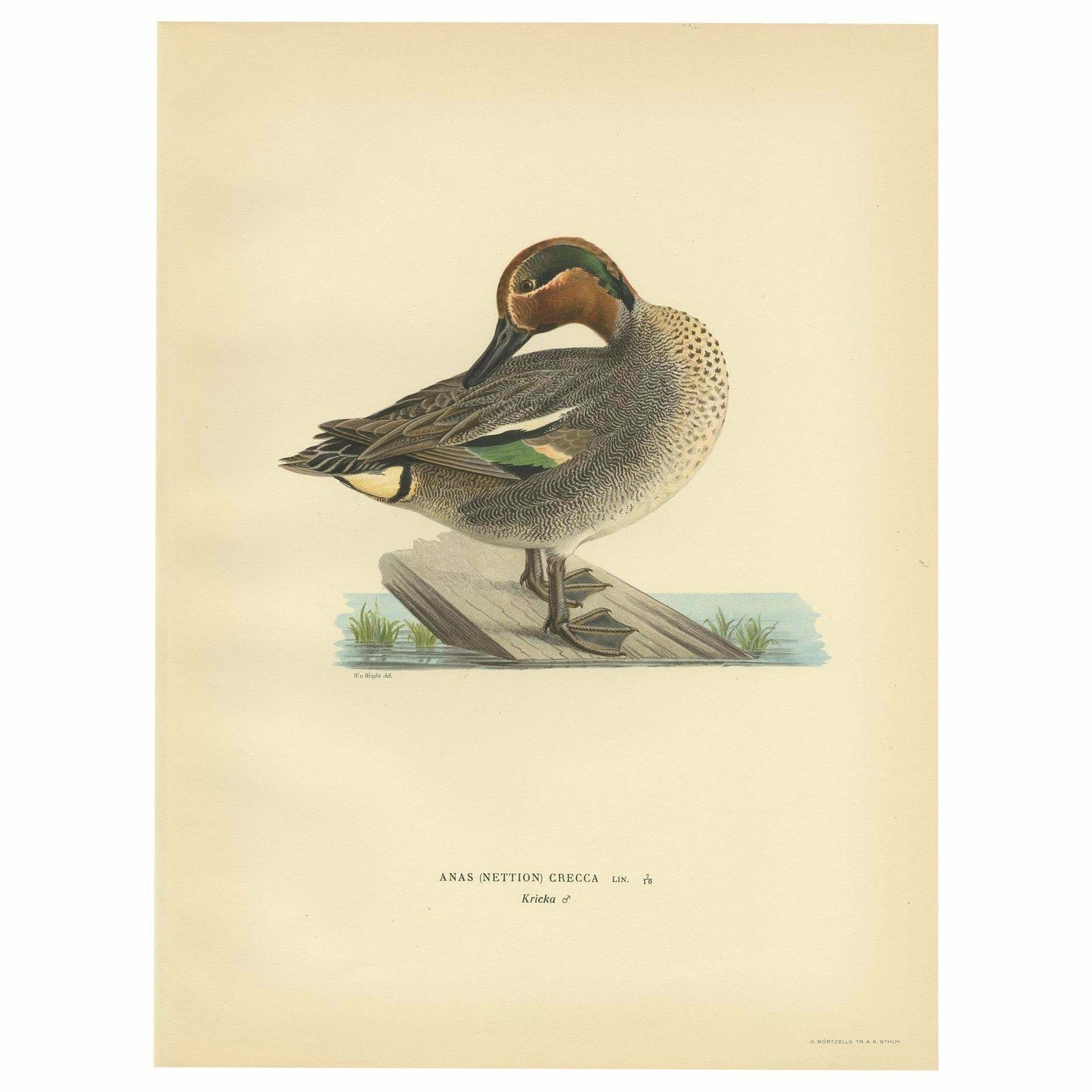 Antique Bird Print Of The Eurasian Teal By Von Wright '1929'
