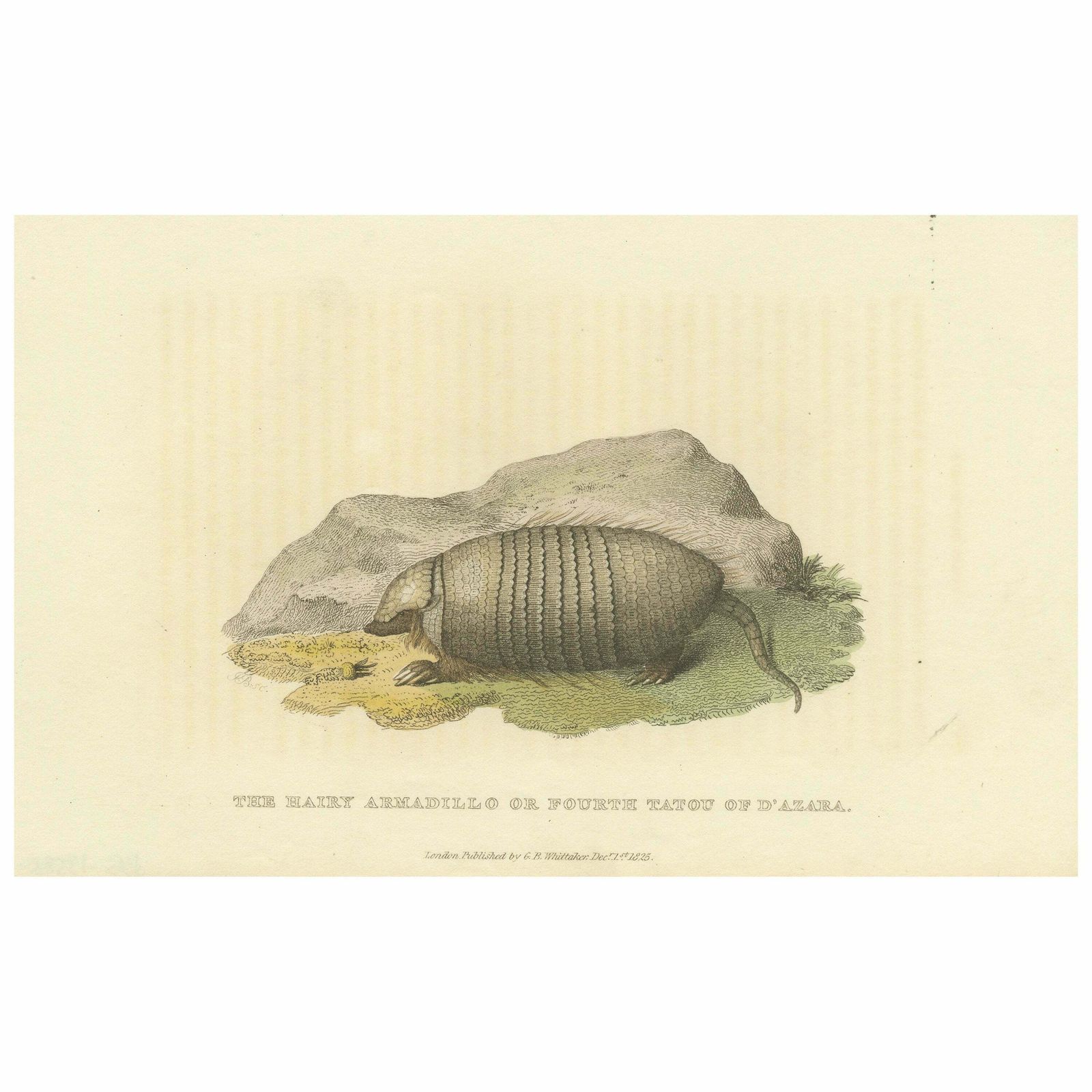 An Original 1825 Illustration Of The Large Hairy Armadillo By G.B. Whittaker