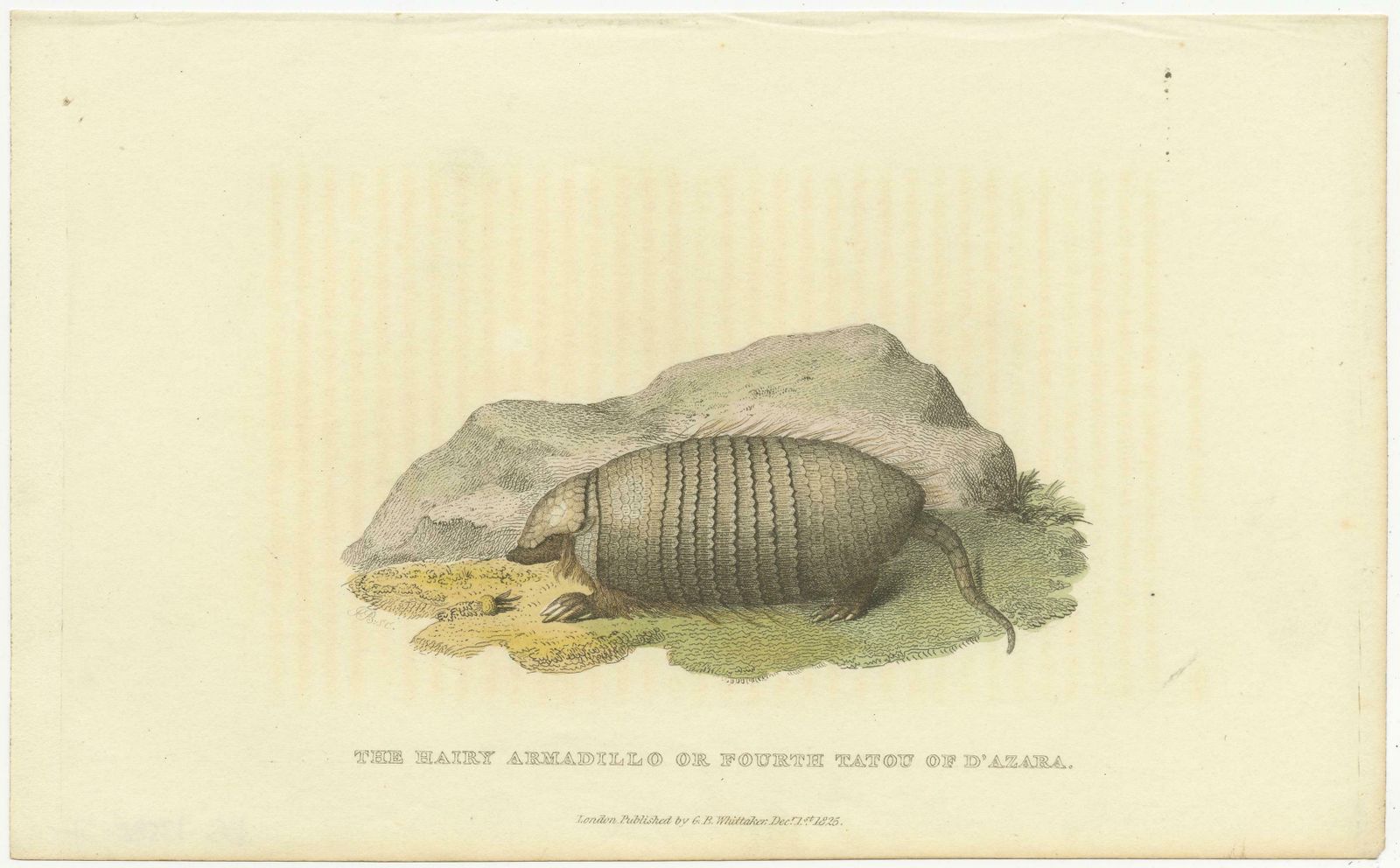 An Original 1825 Illustration Of The Large Hairy Armadillo By G.B. Whittaker photo for sale