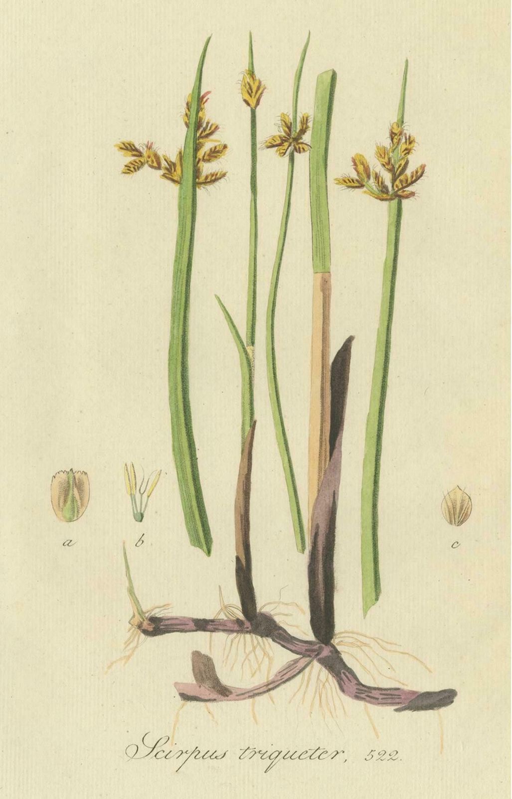 Antique Botany Print Of Schoenoplectus Triqueter By Sepp, 1830 photo furniture