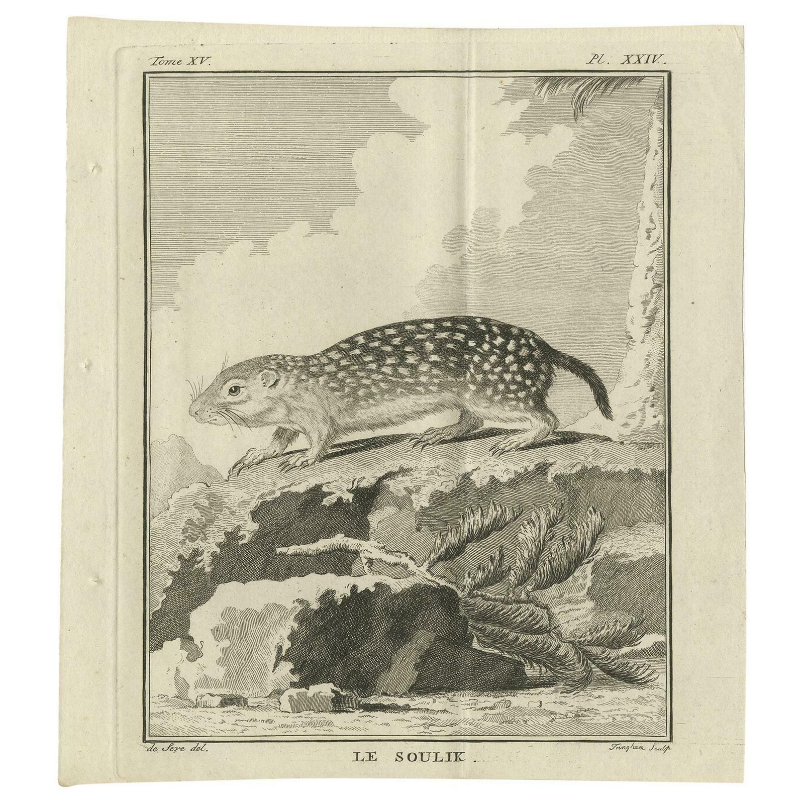 Pl. 24 Antique Print Of A Rodent Species By Buffon 'Circa 1770'