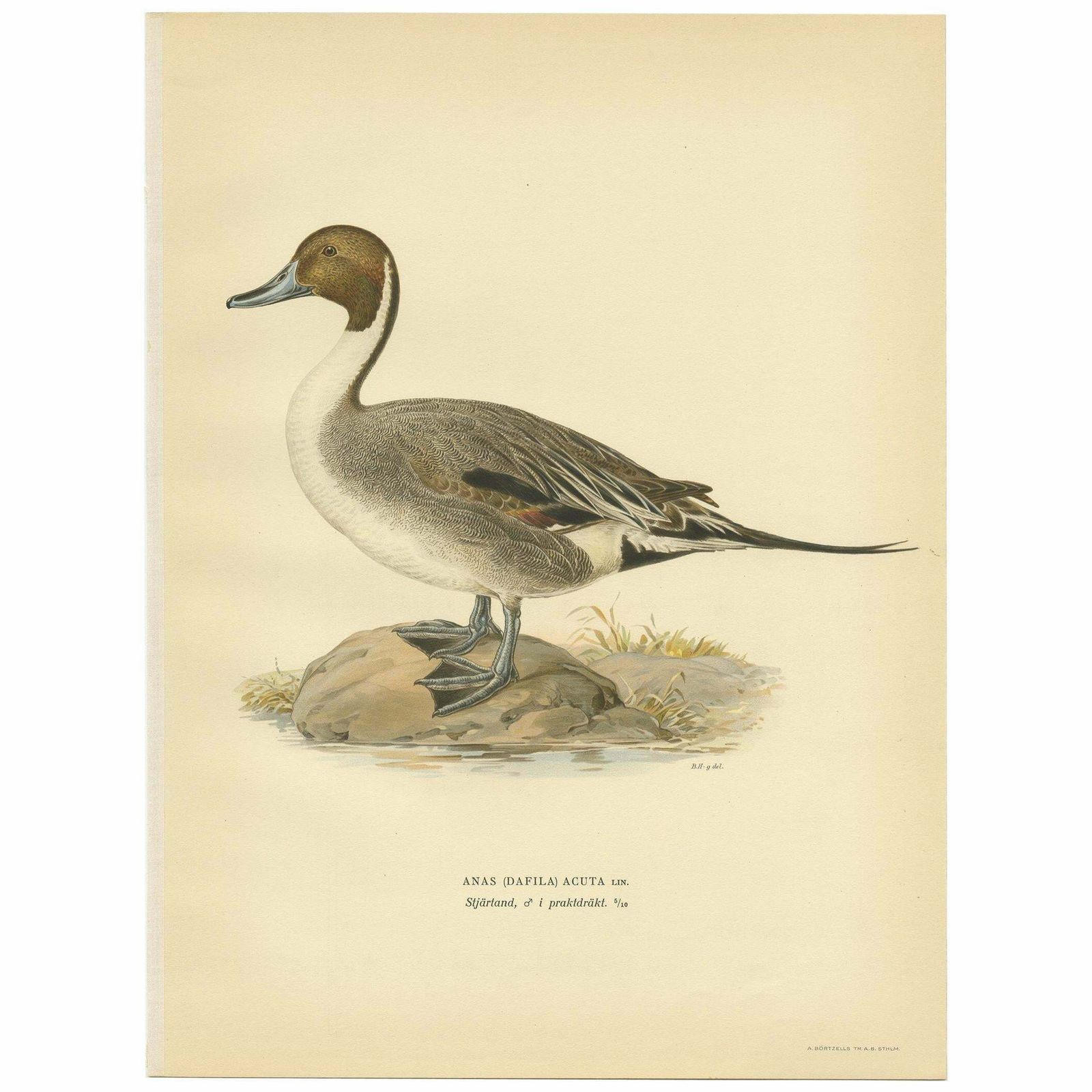 Antique Bird Print Of The Northern Pintail By Von Wright '1929'