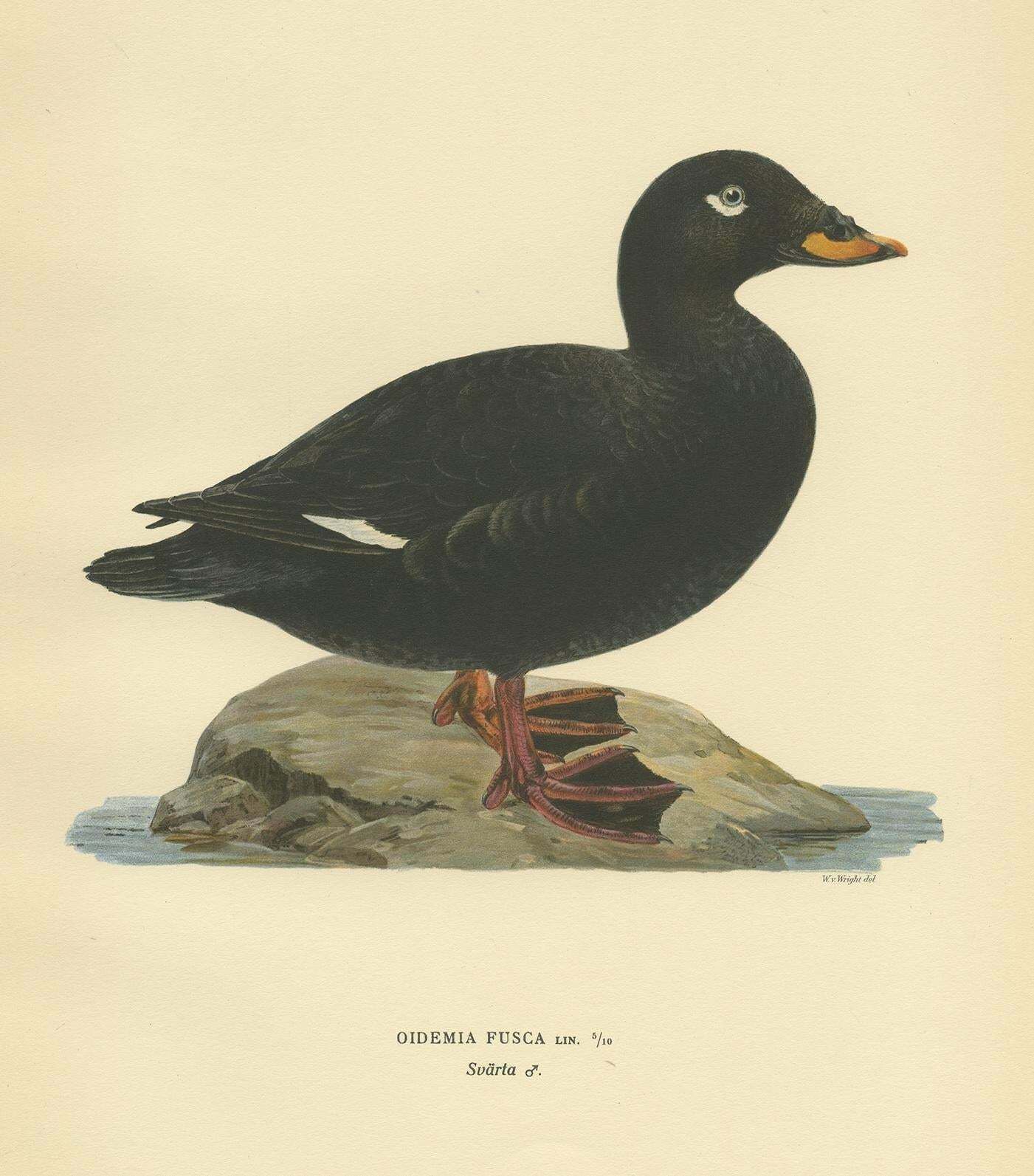Antique Bird Print Of A Male Velvet Scoter By Von Wright '1929' photo furniture