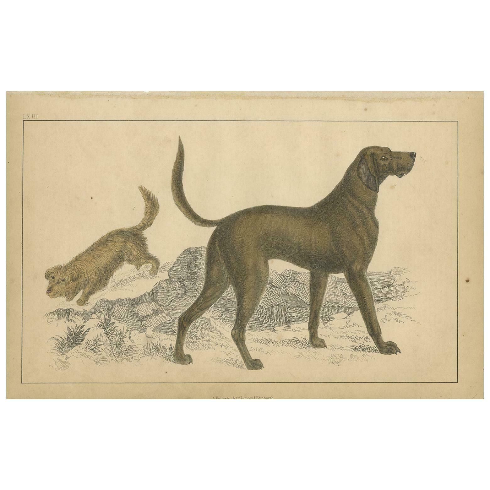Antique Print Of A Skye Terrier And Bloodhound By Fullarton, Circa 1850