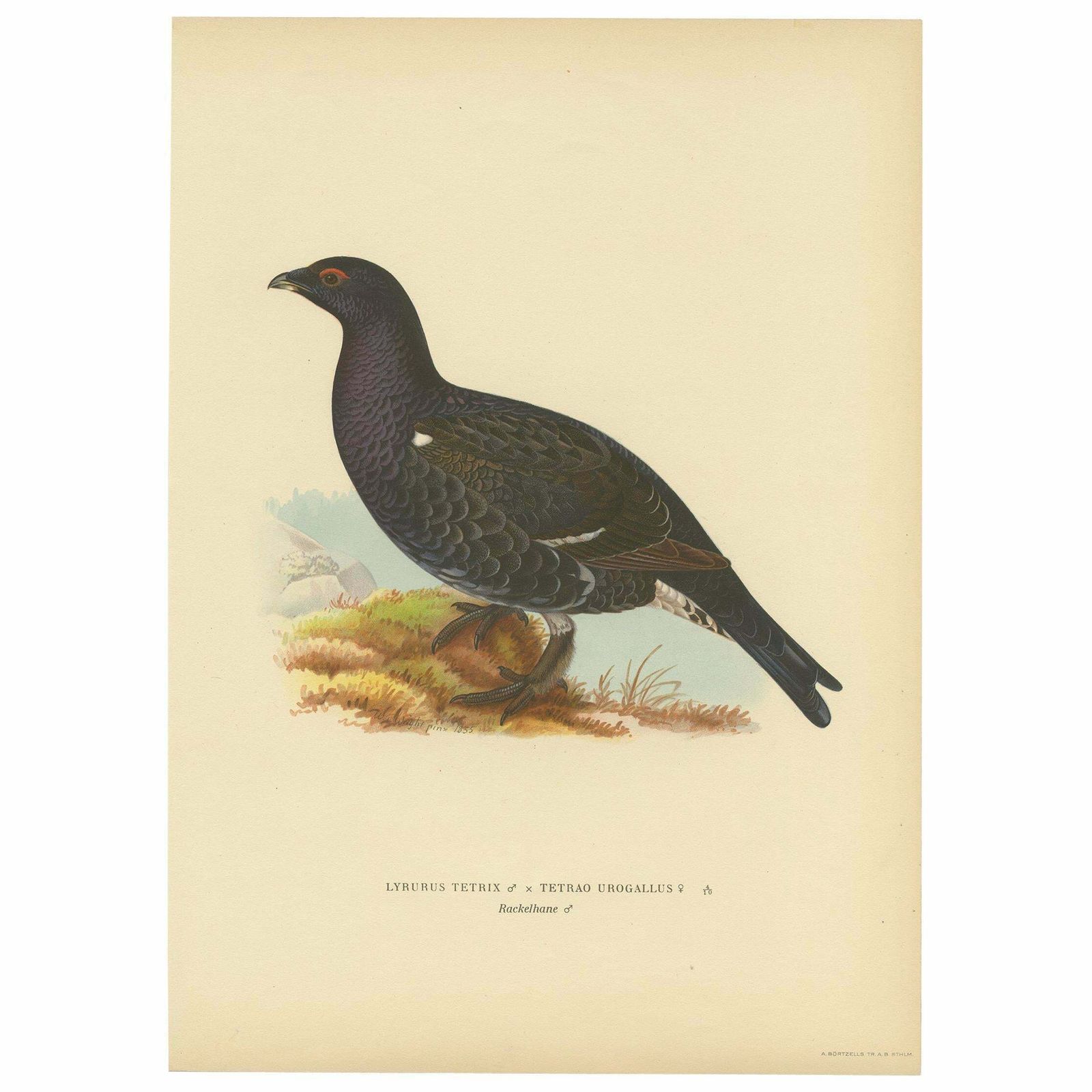 Antique Bird Print Of A Hybrid Black Grouse By Von Wright, 1927