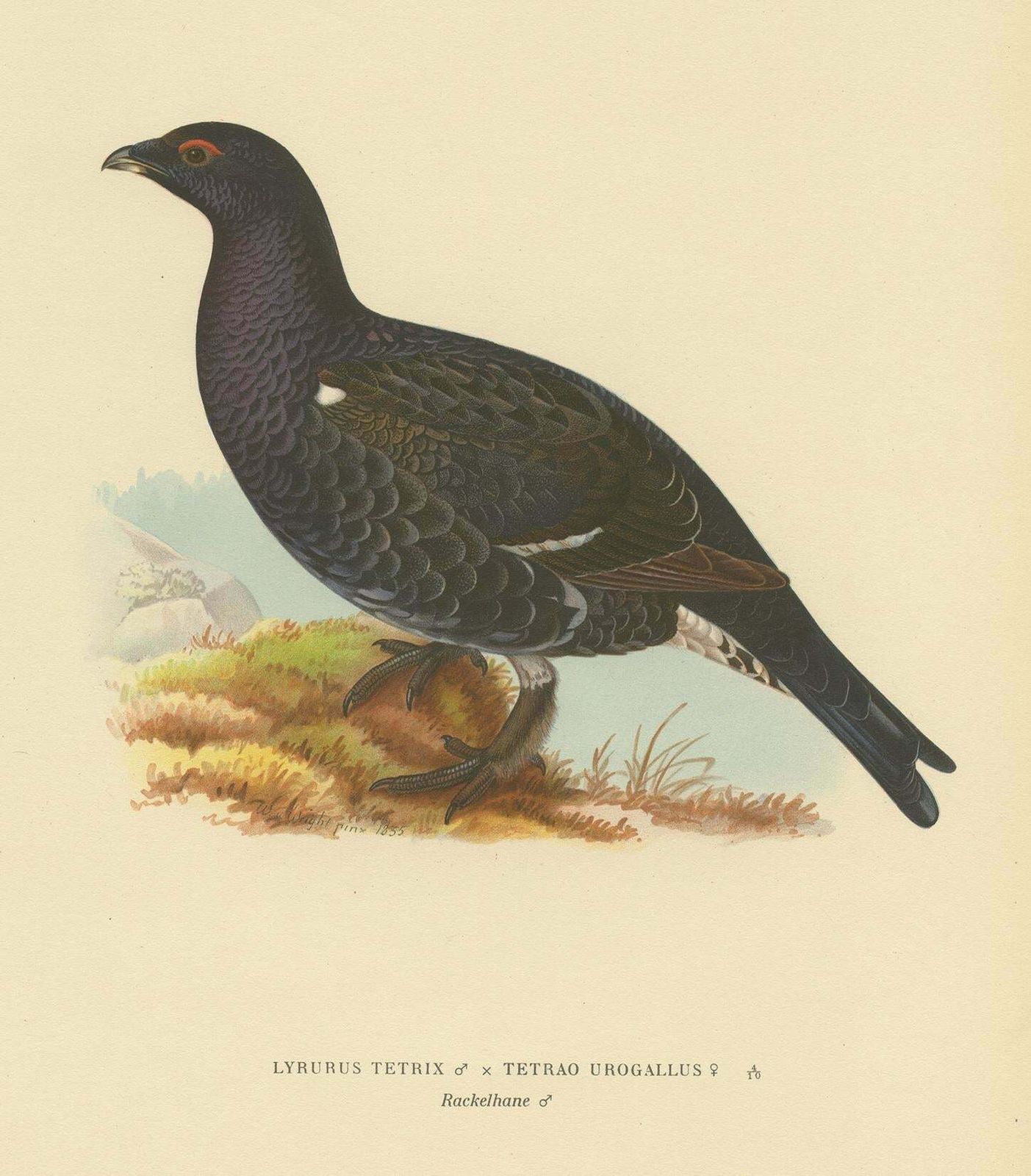 Antique Bird Print Of A Hybrid Black Grouse By Von Wright, 1927 photo furniture
