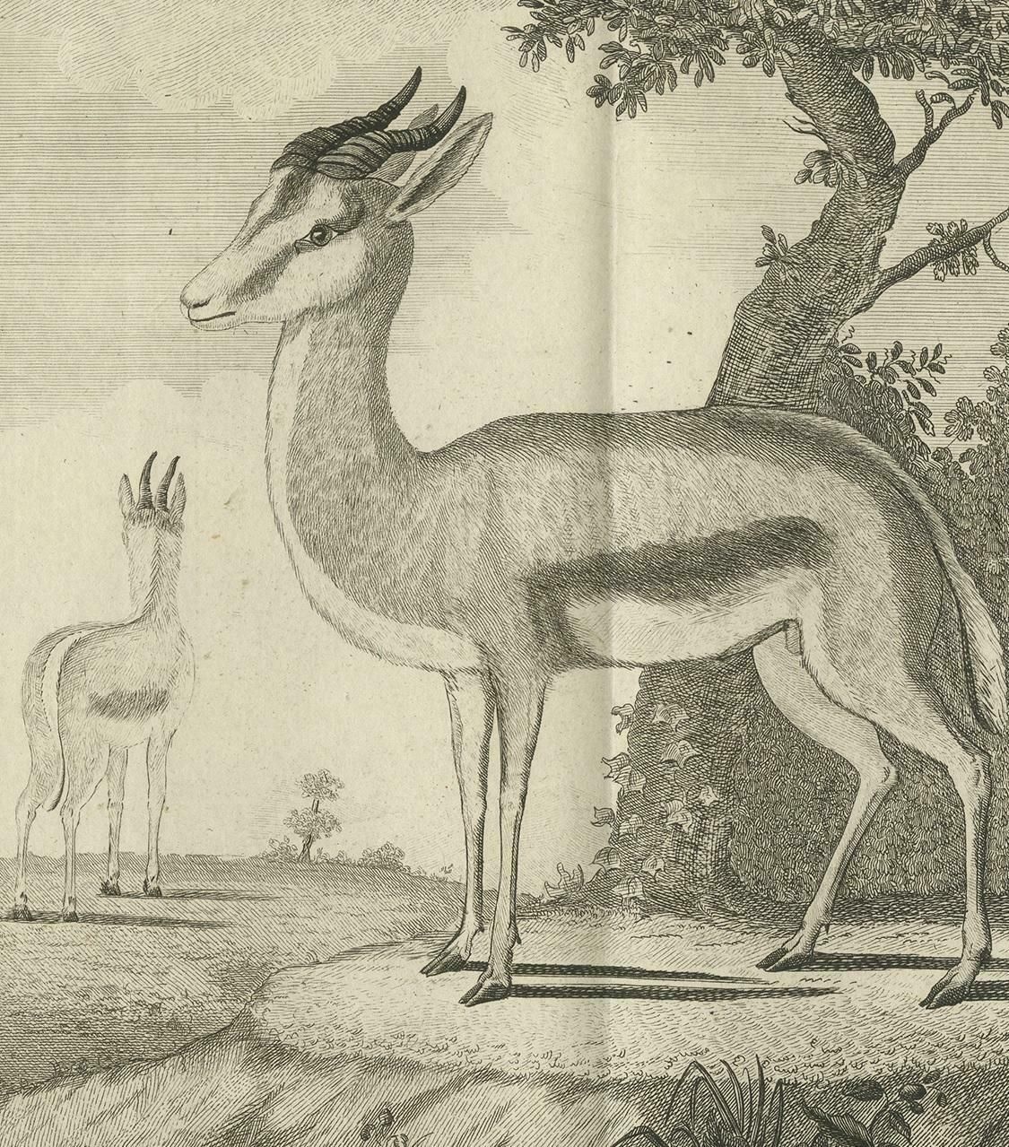 Pl. 52 Antique Print Of A Gazelle Species By Buffon 'Circa 1770' photo furniture