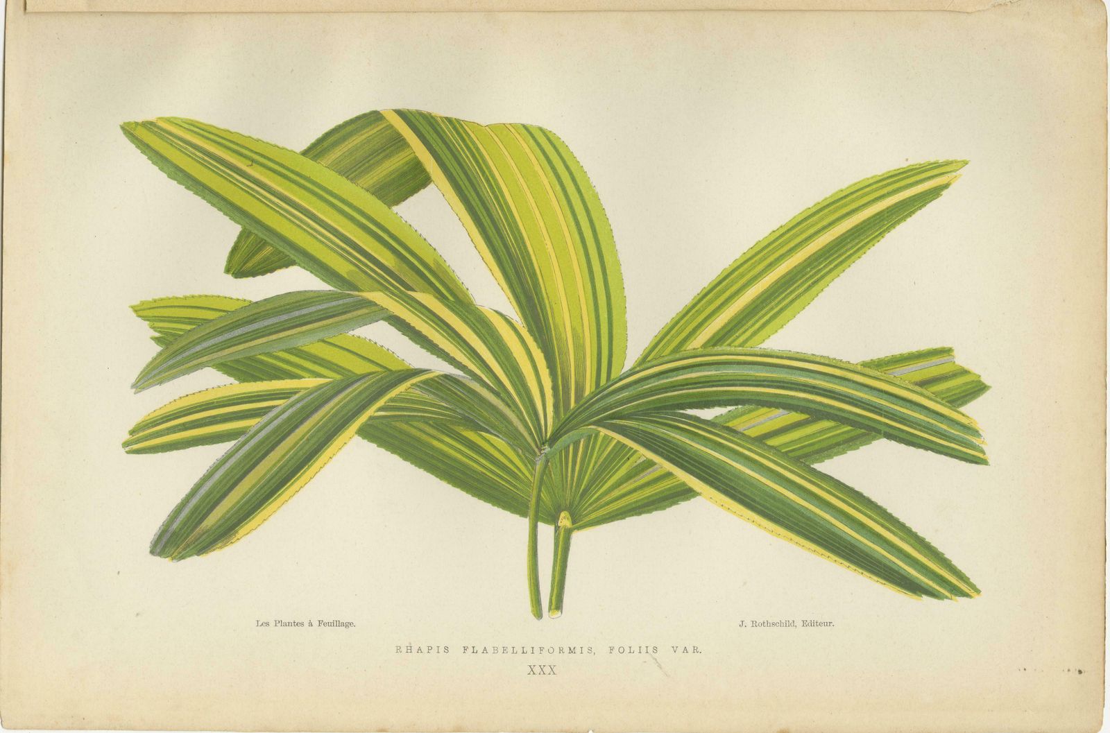 Trio Of Elegance: Vintage Botanical Prints, Published In 1880 photo furniture