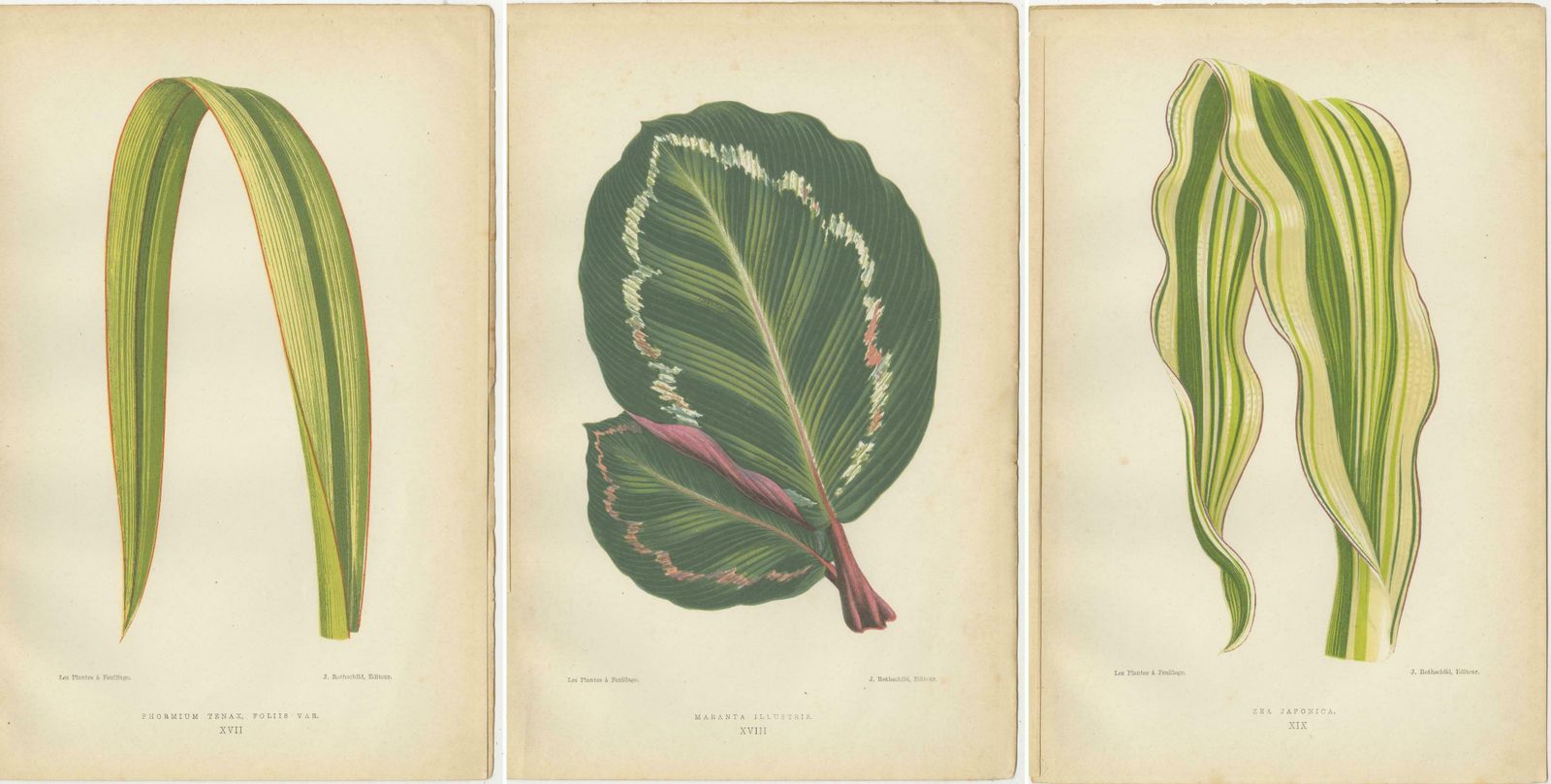 Variegated Elegance: A Collection Of 19th Century Botanical Prints photo 262.0