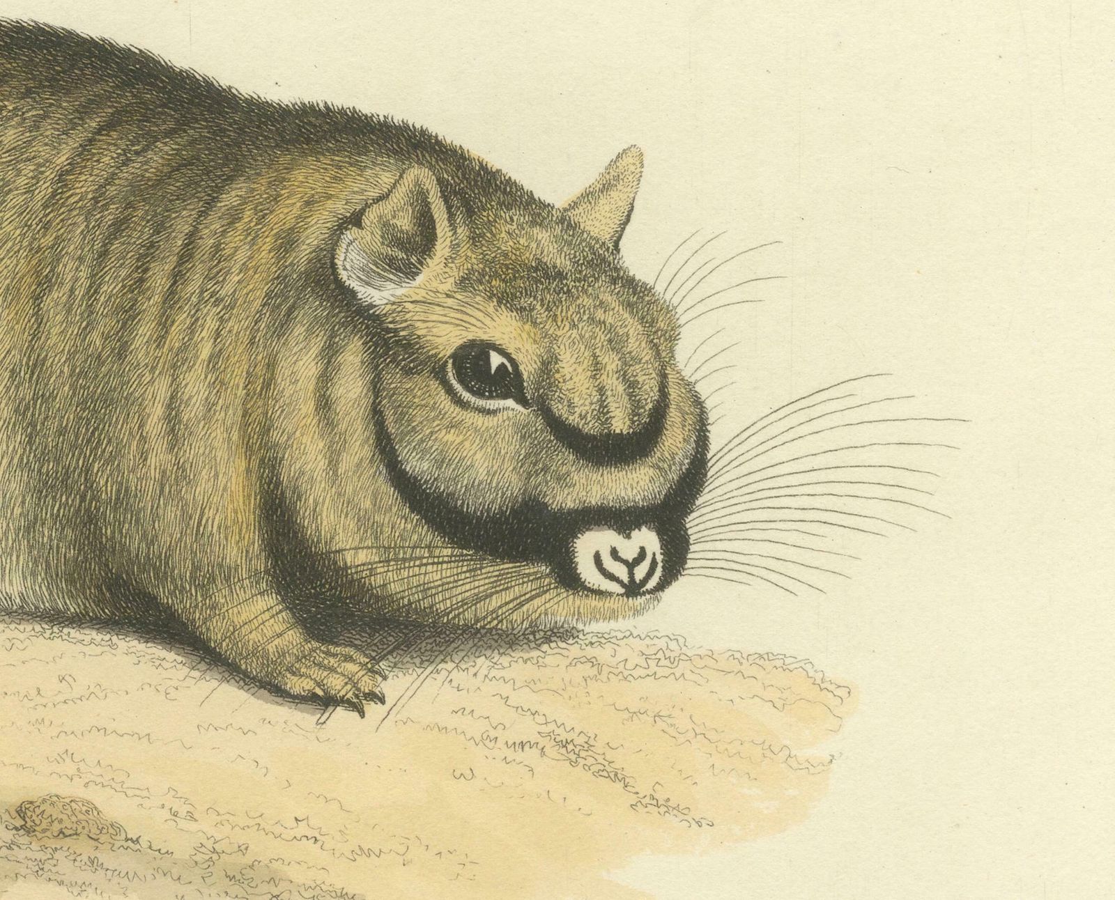 Original Antique Print Of Marmot Diana, An Unknown Variety Of A Groundhog, 1824 photo for sale