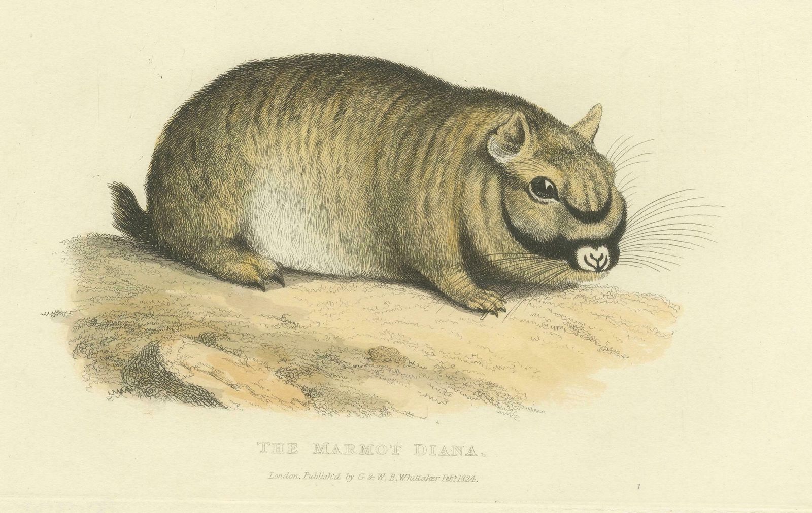 Original Antique Print Of Marmot Diana, An Unknown Variety Of A Groundhog, 1824 photo Art