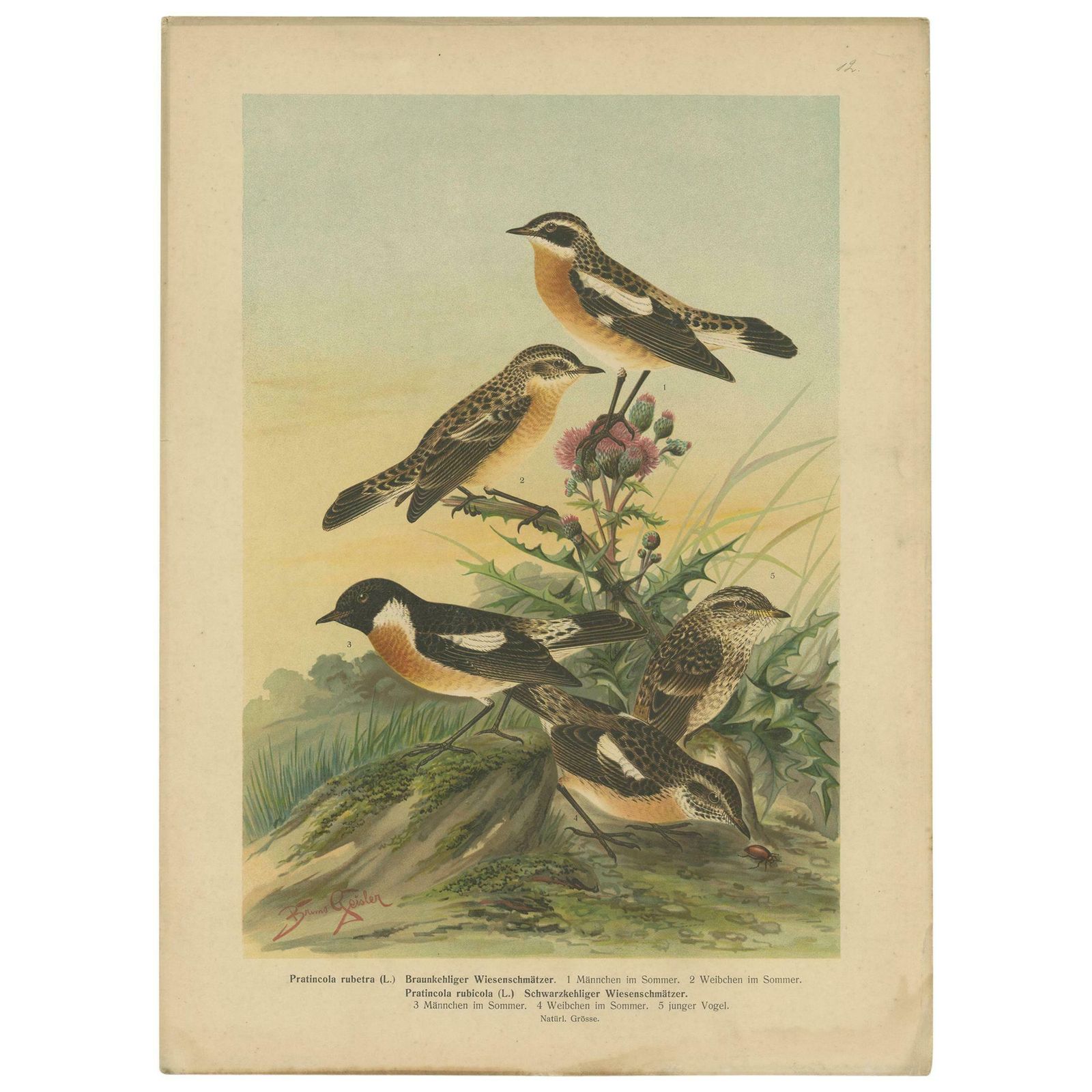 Antique Bird Print Of The Whinchat By Naumann, Circa 1895