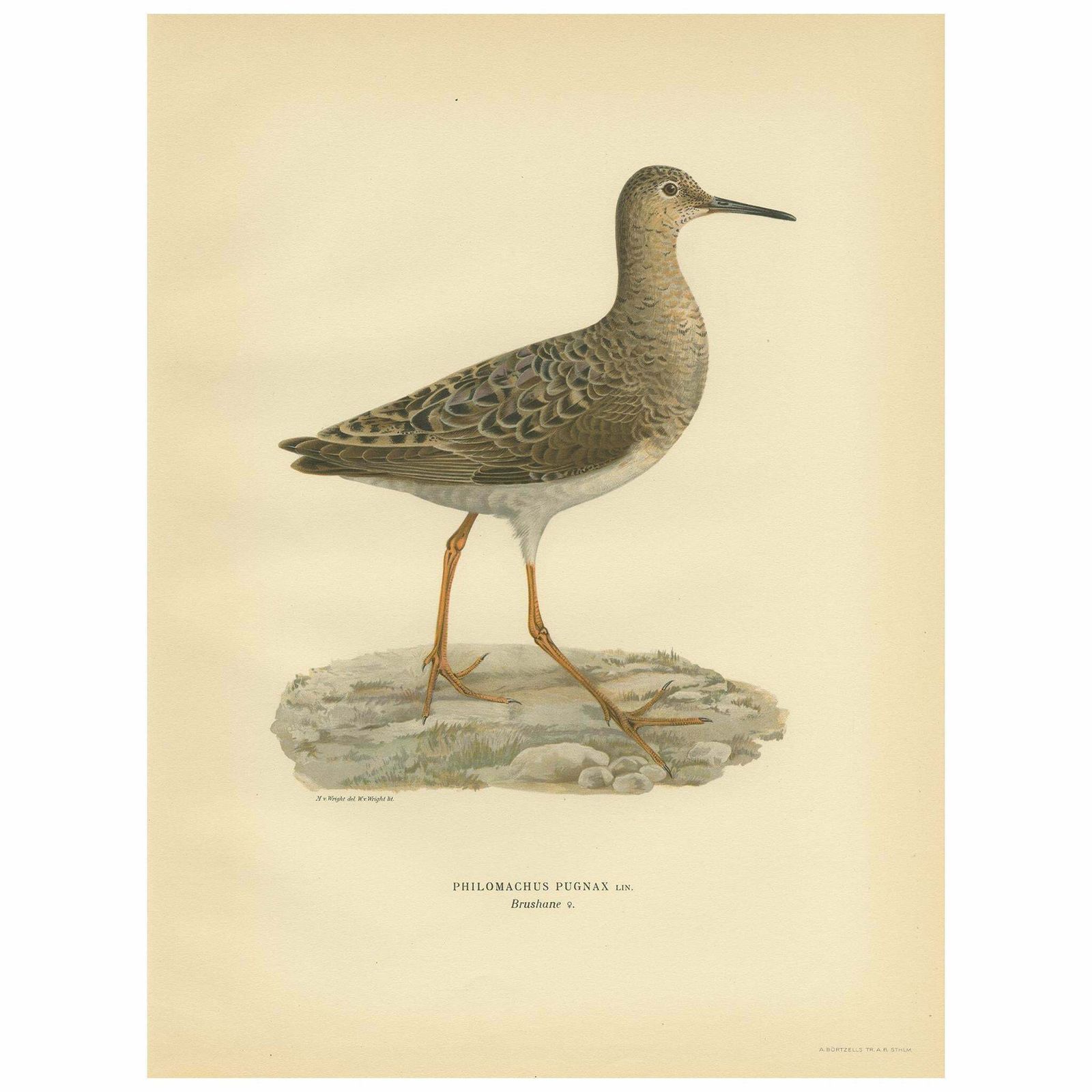 Antique Bird Print Of The Ruff By Von Wright, 1929