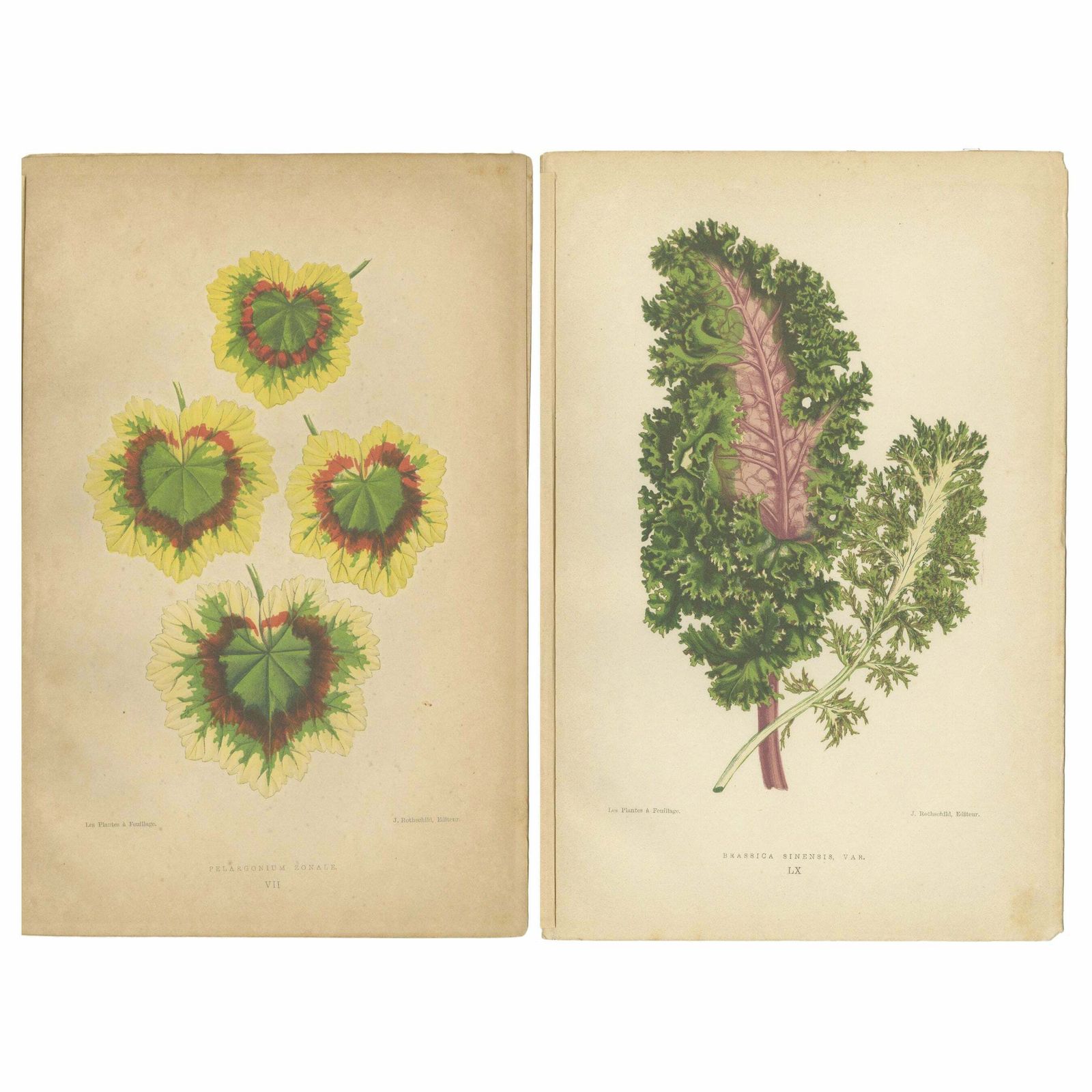 Contrasts In Nature: Pelargonium And Brassica   Botanical Art From 1880