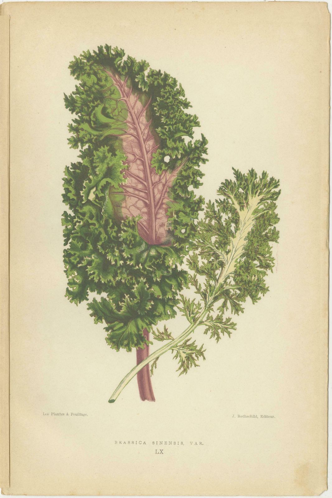 Contrasts In Nature: Pelargonium And Brassica   Botanical Art From 1880 photo for sale