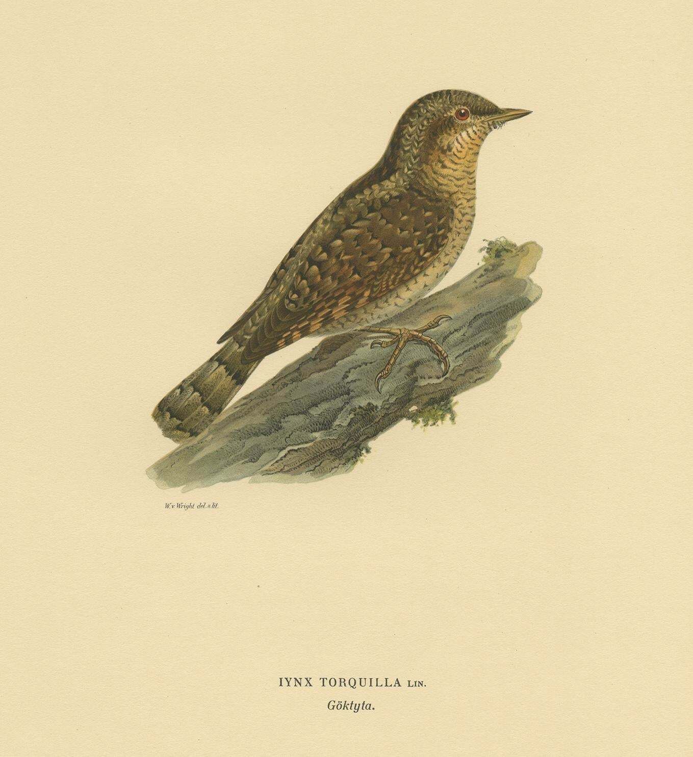 Antique Bird Print Of The Eurasian Wryneck By Von Wright, 1927 photo Art