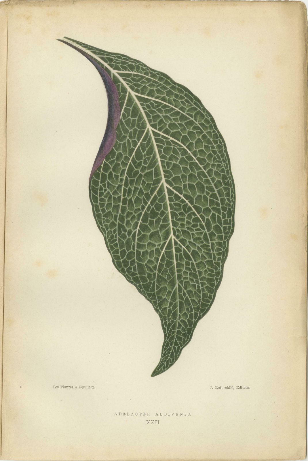 Verdant Variations: A Triptych Of 19th Century Botanical Elegance, 1880 photo for sale