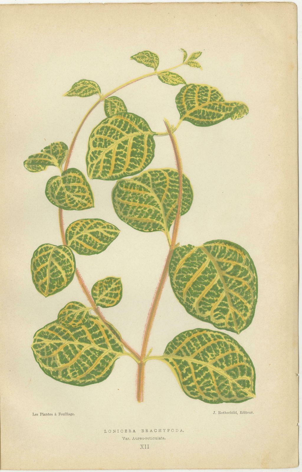 Vibrant Elegance: Botanical Illustrations Of Foliage From 1880 Paris photo Art