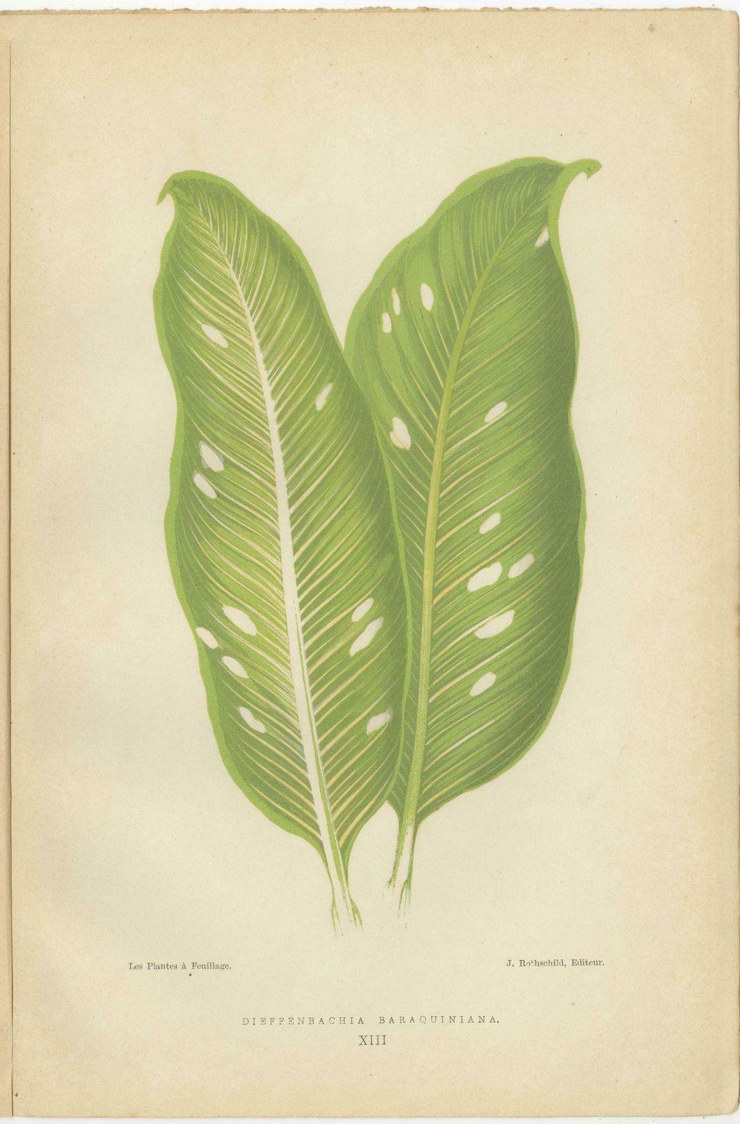 Vibrant Elegance: Botanical Illustrations Of Foliage From 1880 Paris photo 262.0