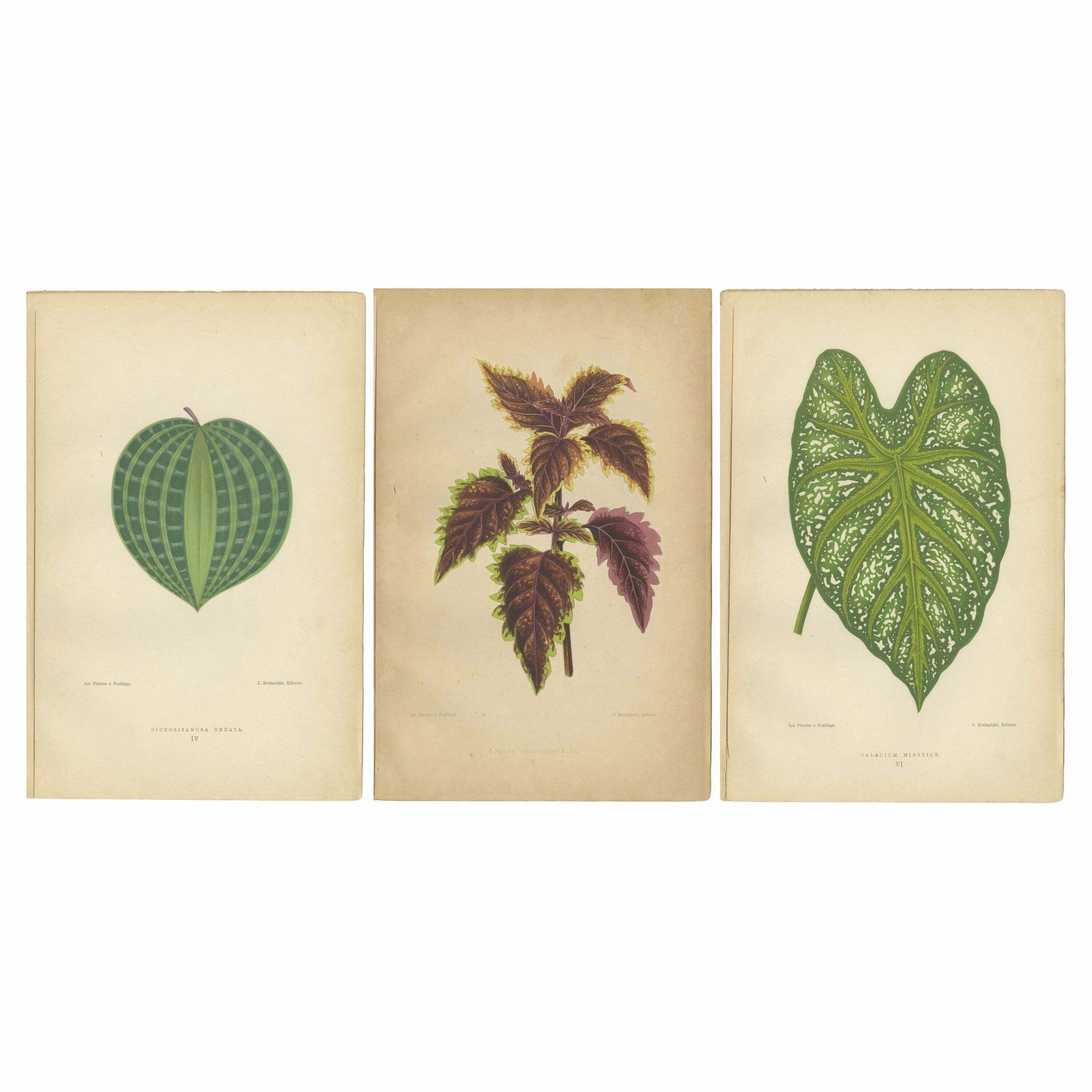Victorian Elegance: A Trio Of Ornamental Foliage From 1880 Paris