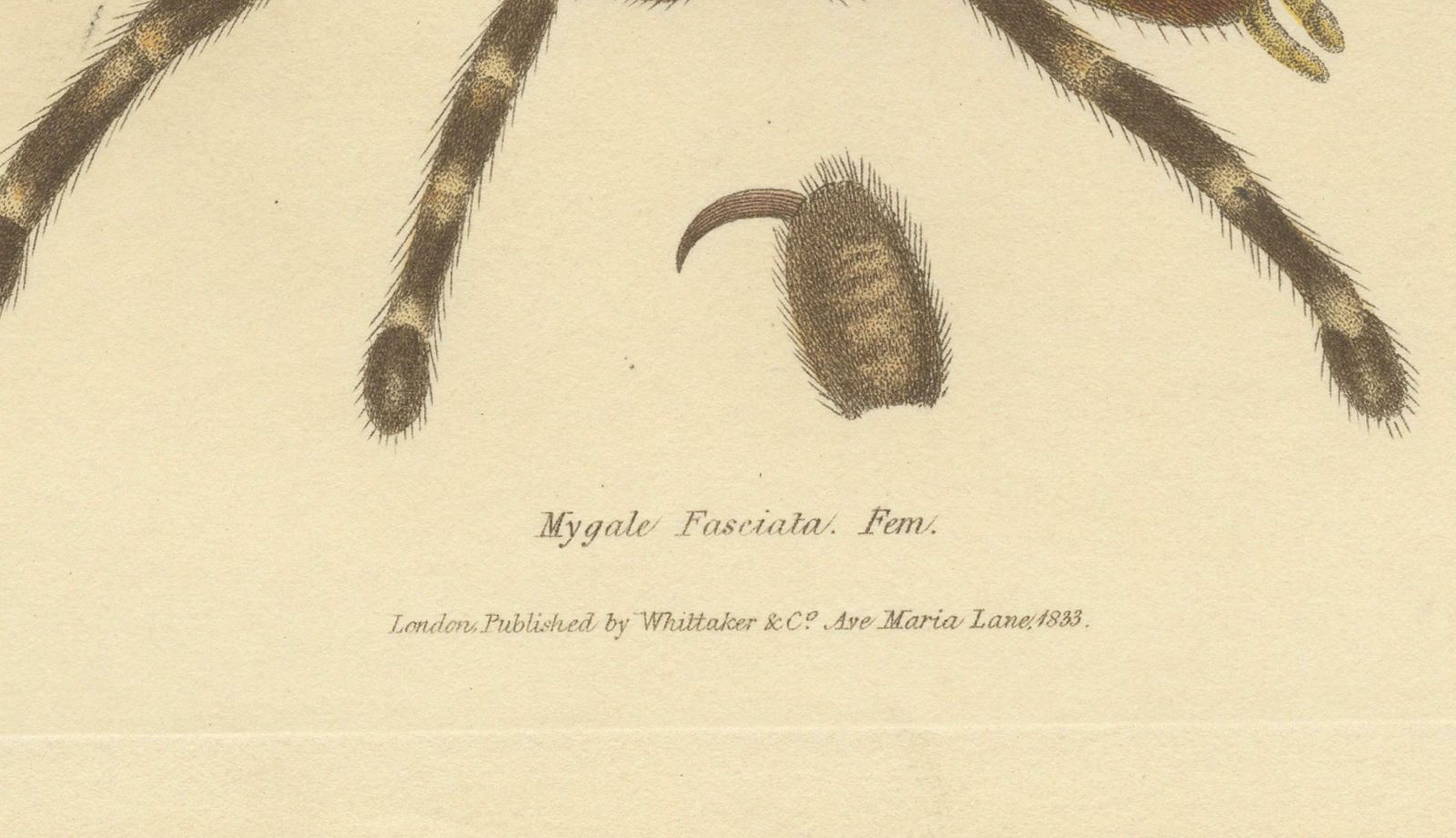 Antique Print Of A Female Sri Lanka Ornamental Tiger Spider Or Tarantula, 1833 photo furniture