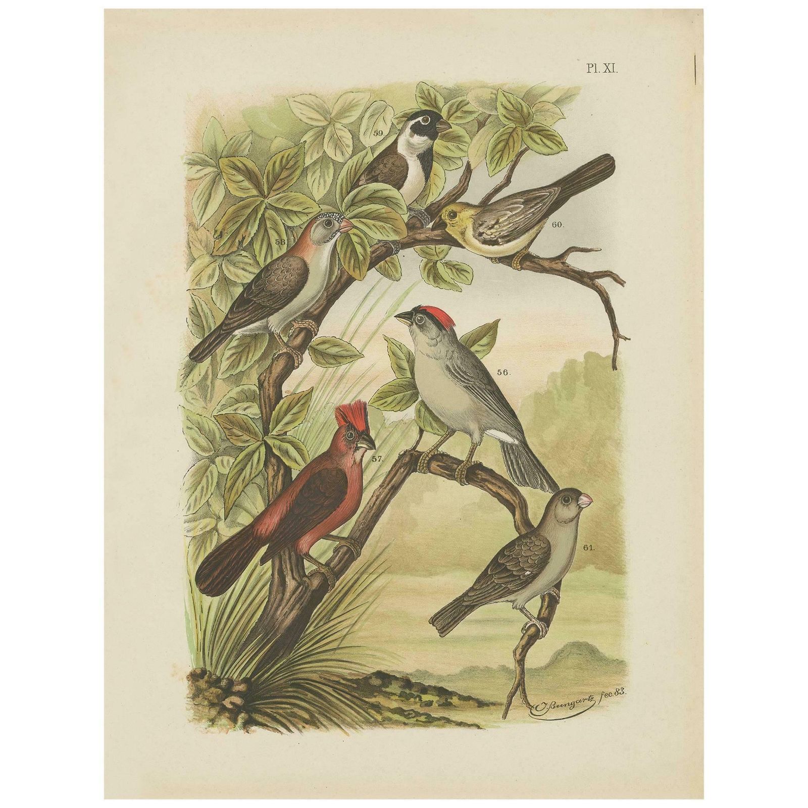 Antique Bird Print Of The Red Pileated Finch, Grosbeak And Sparrow (1886)