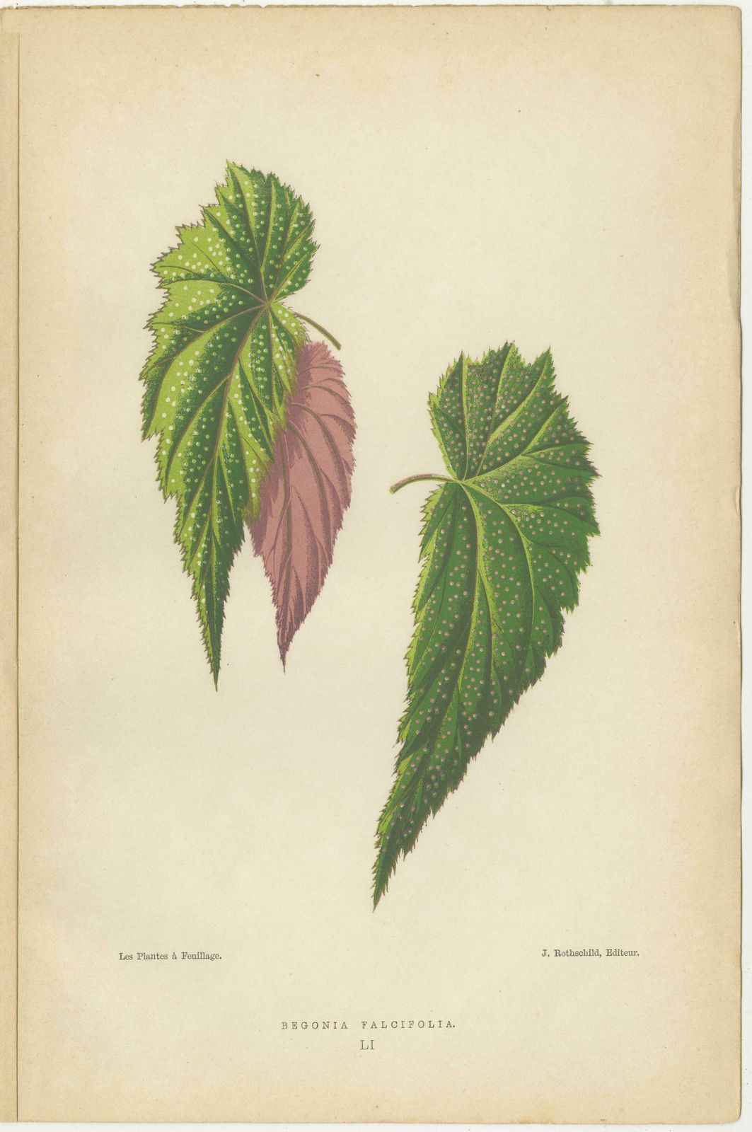 Botanical Elegance: A Trio Of Antique Foliar Portraits, Published In 1880 photo for sale
