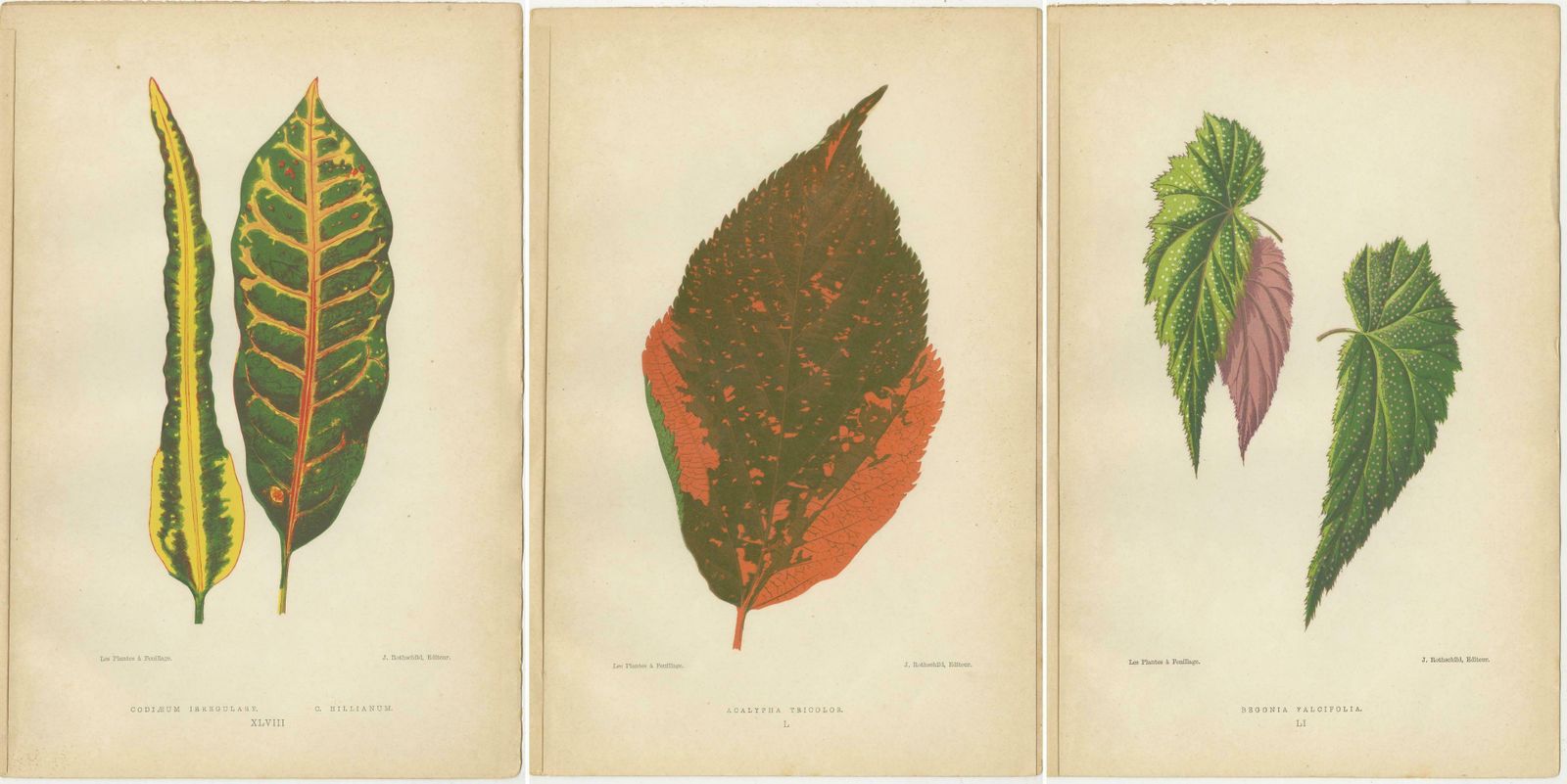 Botanical Elegance: A Trio Of Antique Foliar Portraits, Published In 1880 photo Art