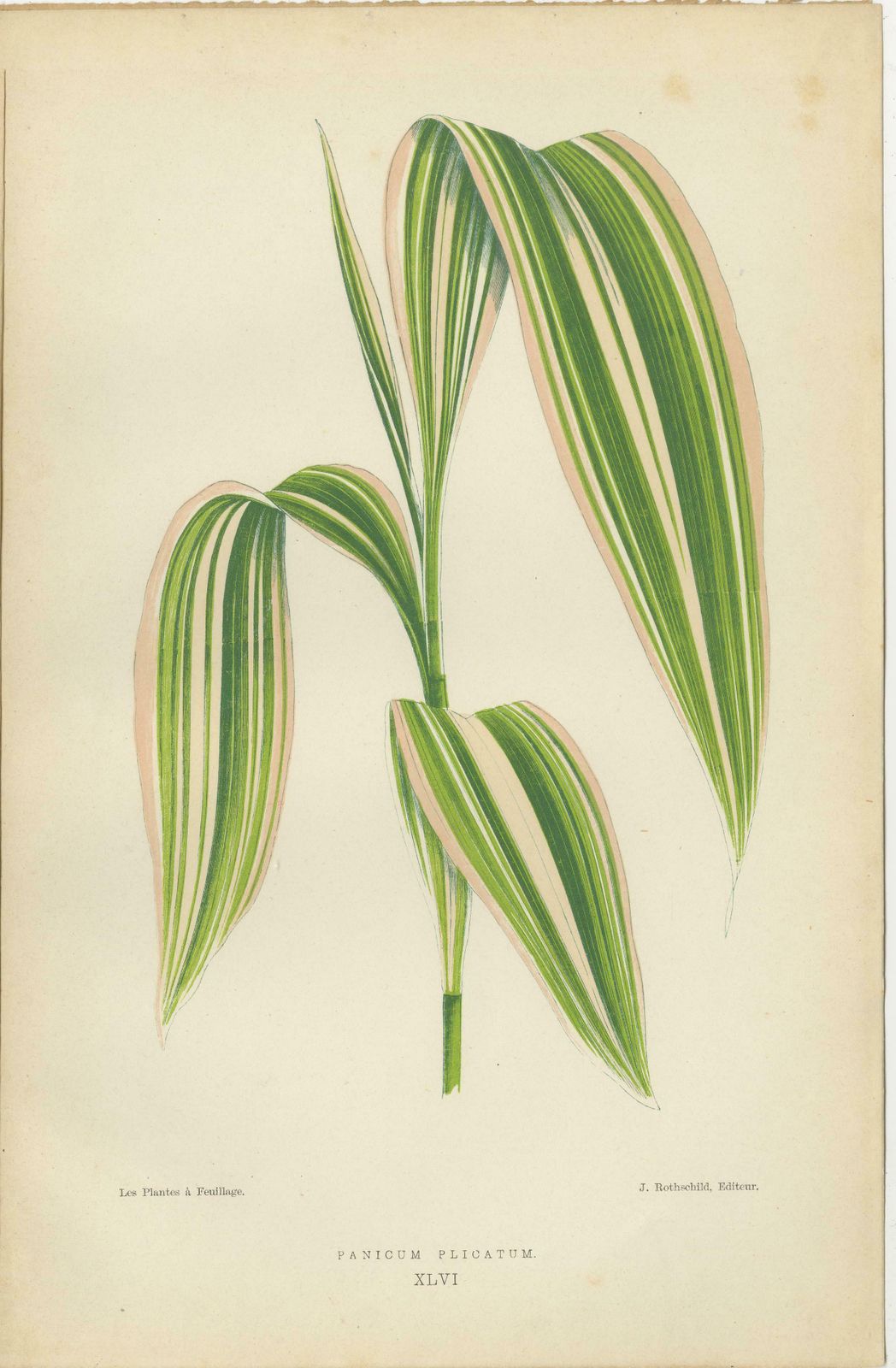 Verdant Elegance: Botanical Artistry From 1880 Paris photo furniture
