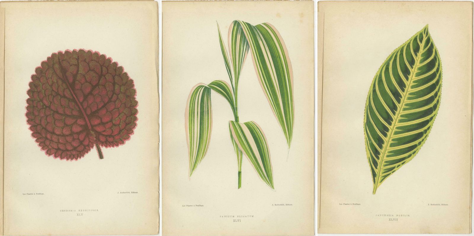 Verdant Elegance: Botanical Artistry From 1880 Paris photo Art