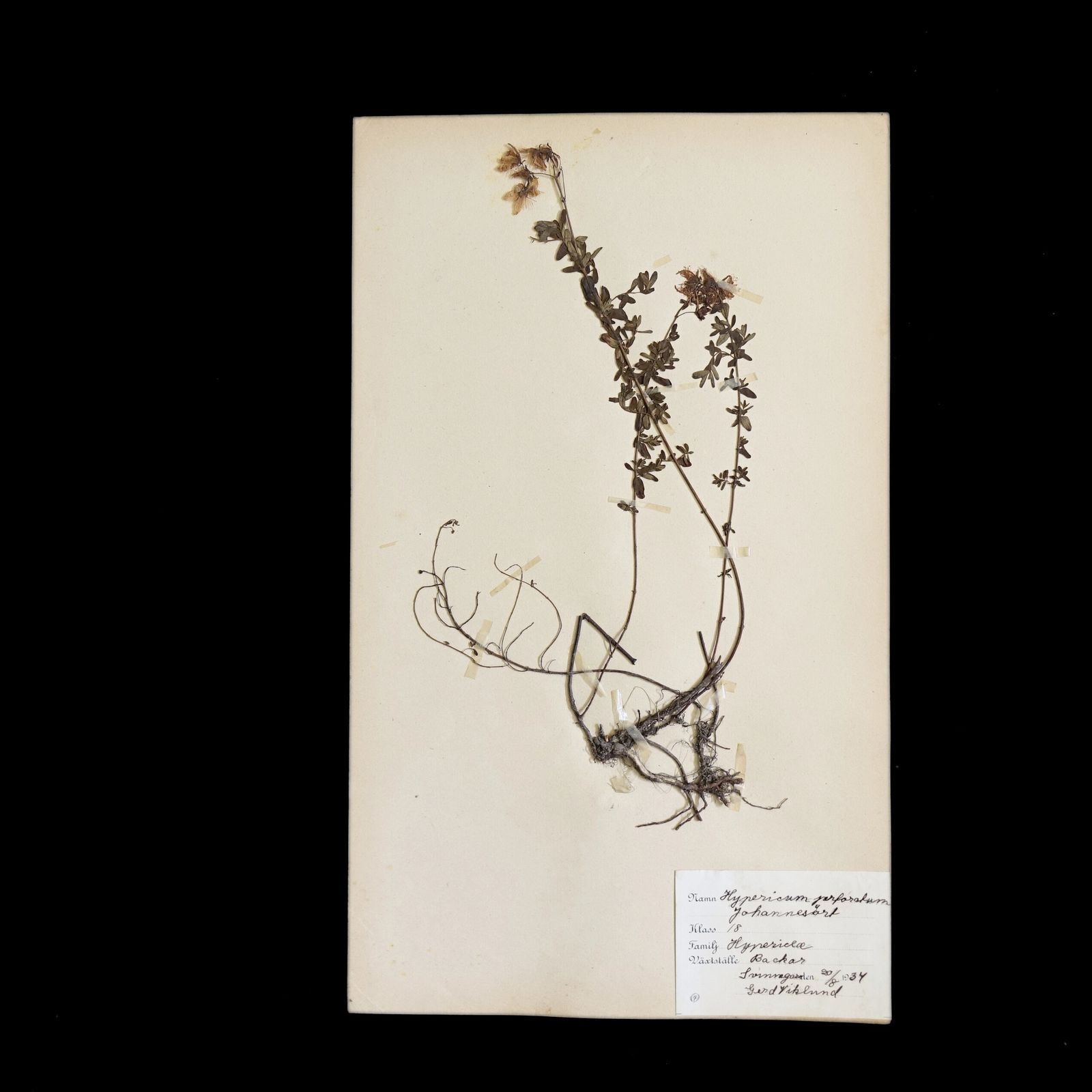 Antique Framed Herbariums. Attributed With Date, Botanist And Location. Sweden photo for sale