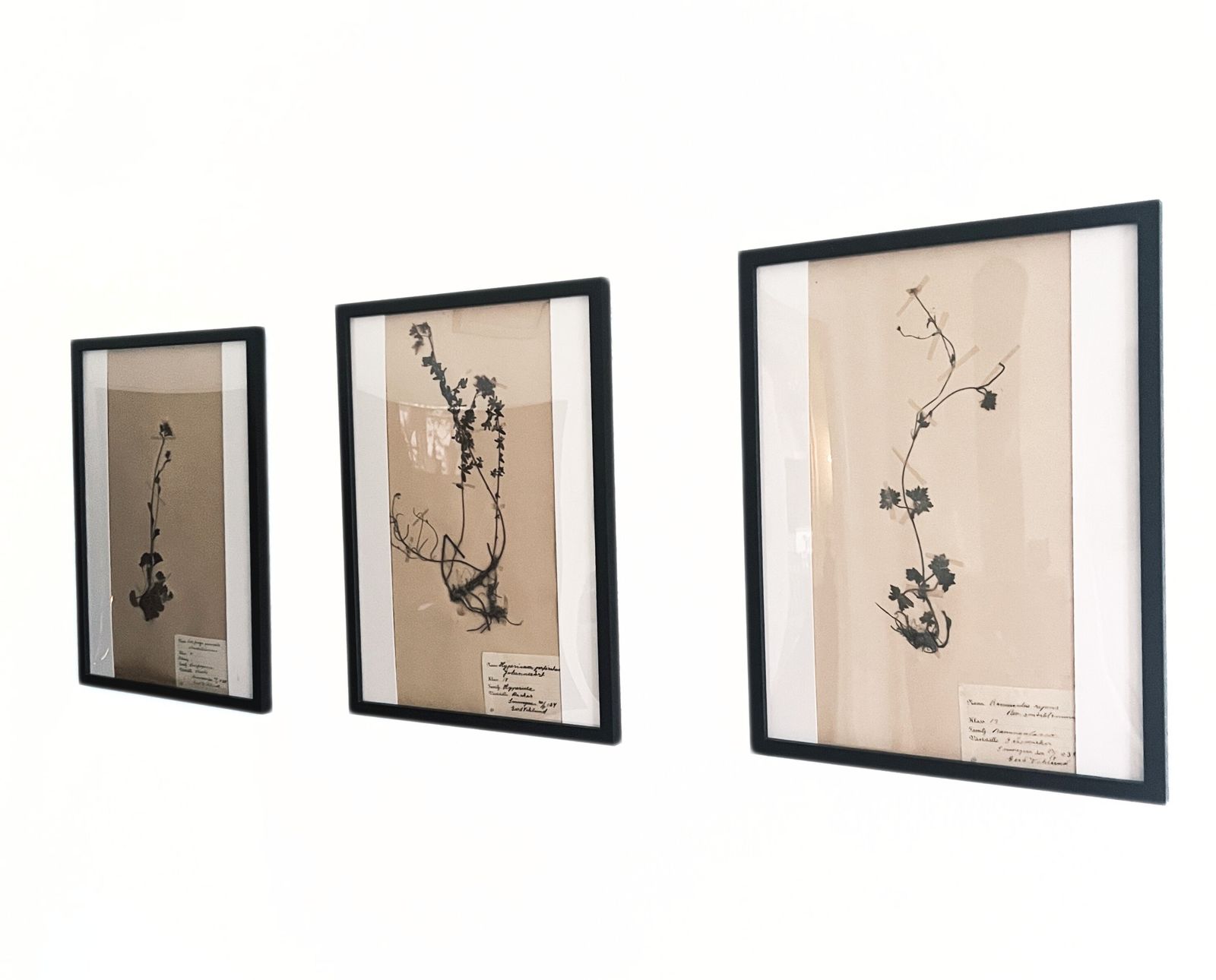 Antique Framed Herbariums. Attributed With Date, Botanist And Location. Sweden photo Art