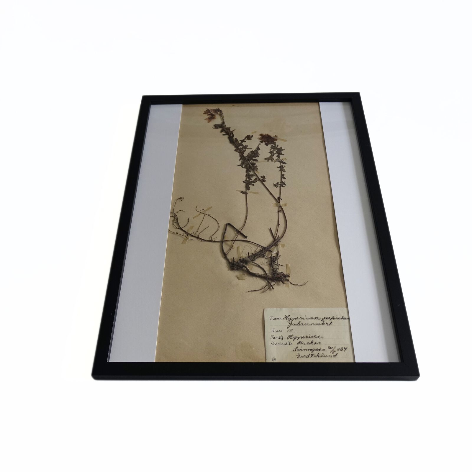 Antique Framed Herbariums. Attributed With Date, Botanist And Location. Sweden photo buy