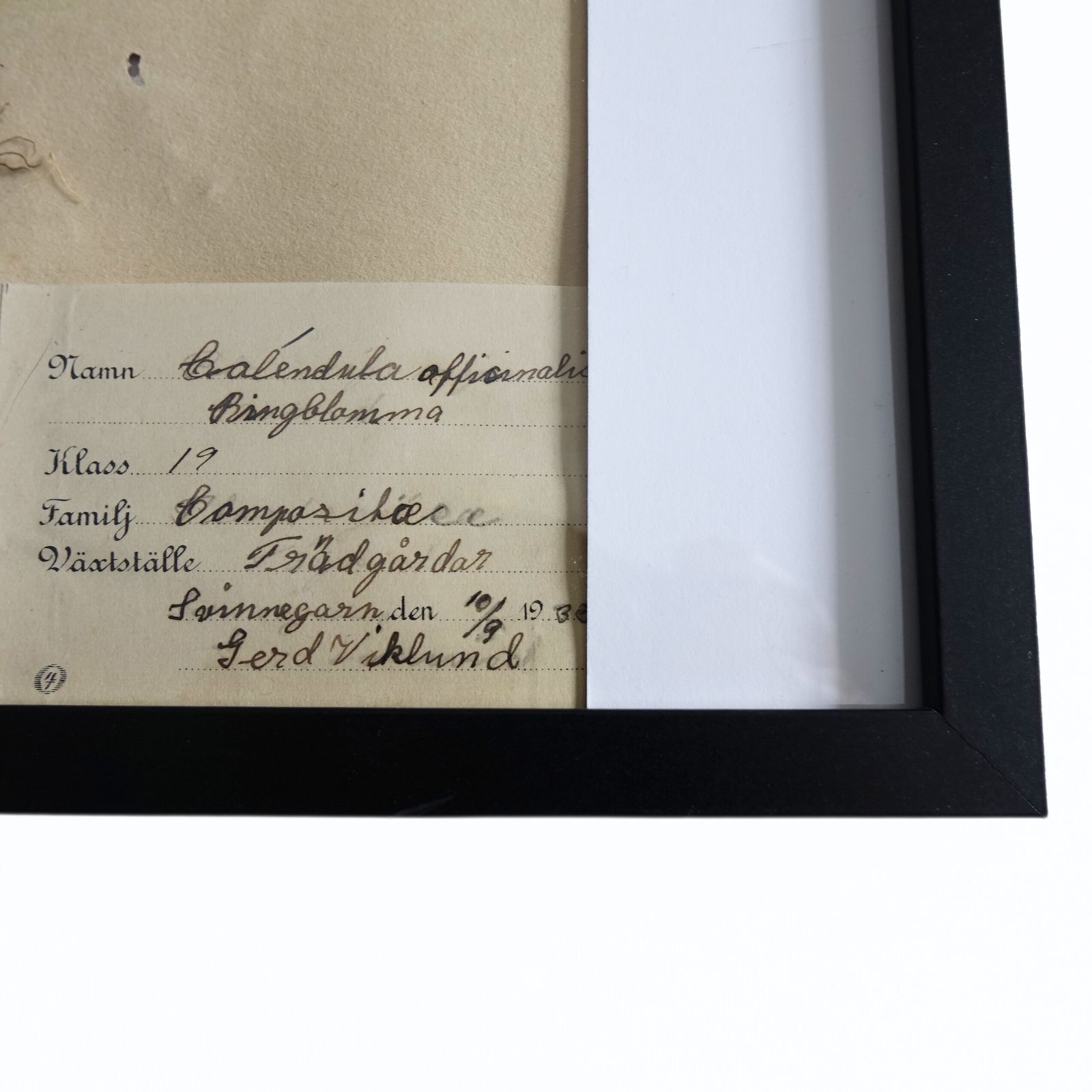Antique Framed Herbariums. Attributed With Date, Botanist And Location In Sweden photo furniture