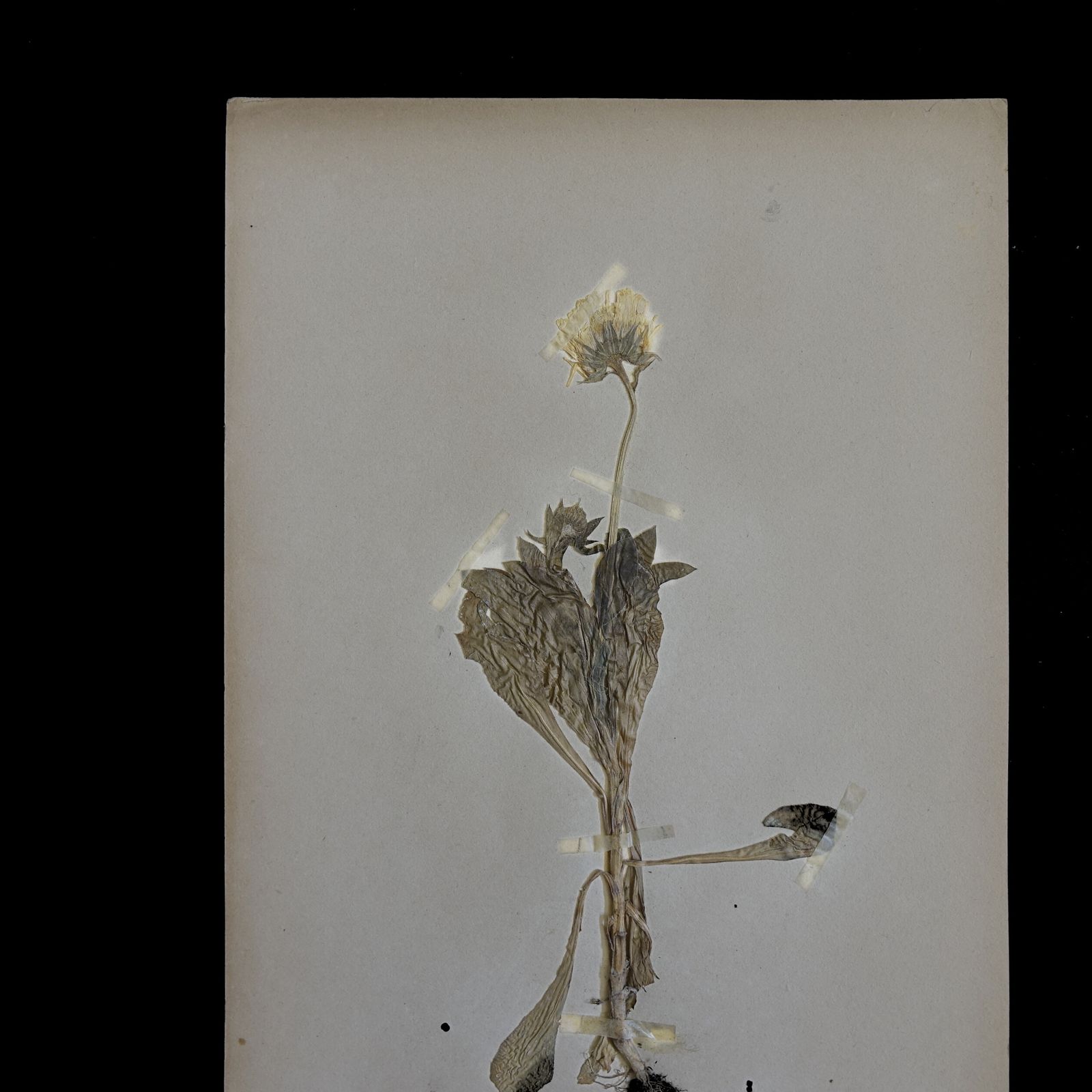 Antique Framed Herbariums. Attributed With Date, Botanist And Location In Sweden photo vintage