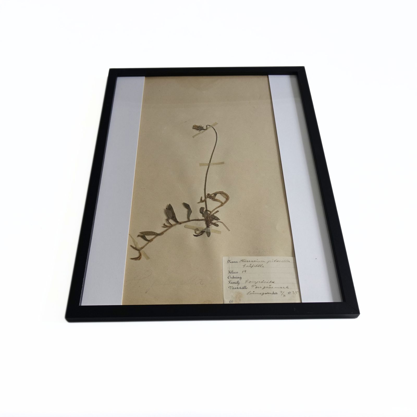 Antique Framed Herbariums. Attributed With Date, Botanist And Location In Sweden photo Art