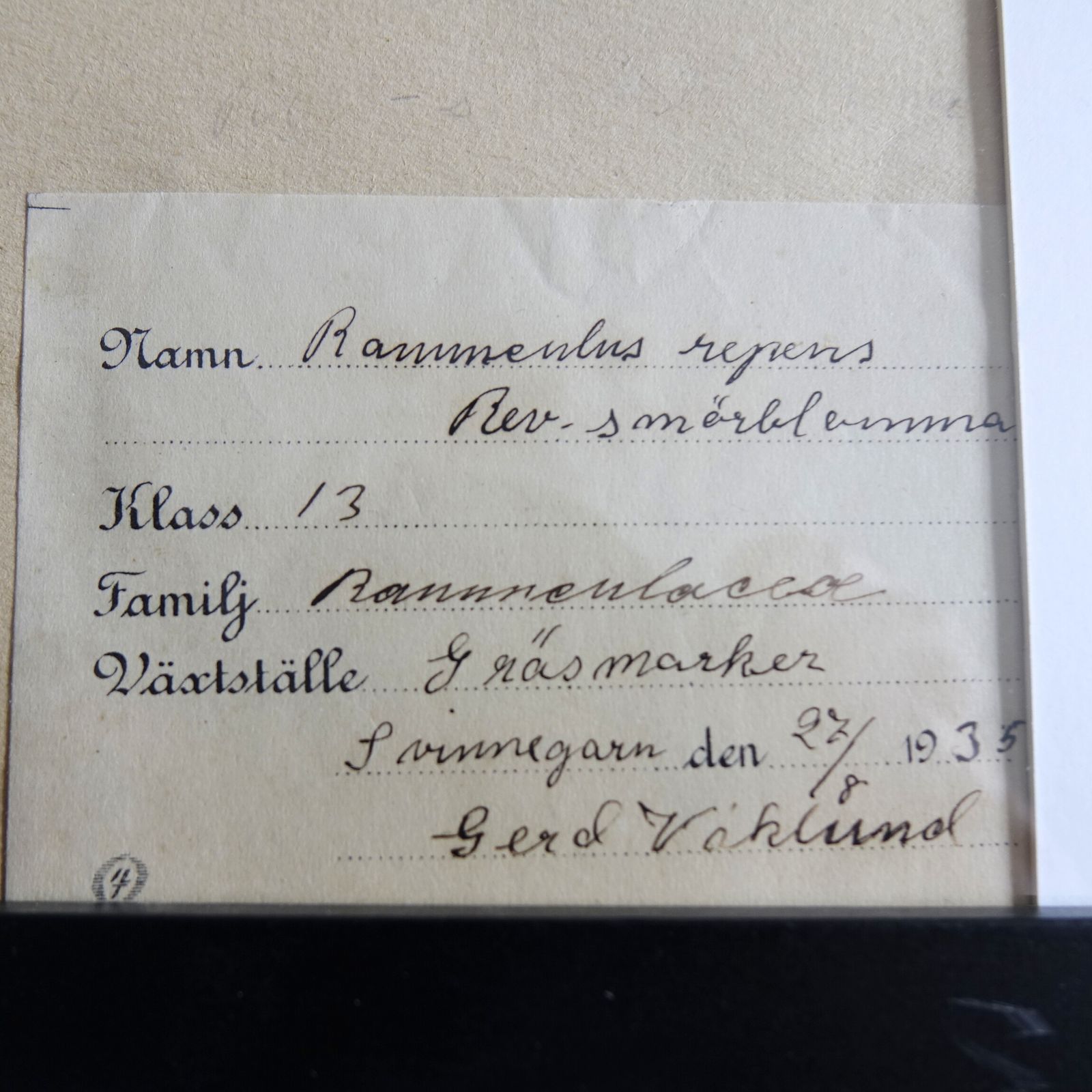Antique Framed Herbariums. Attributed With Date, Botanist And Location In Sweden photo furniture