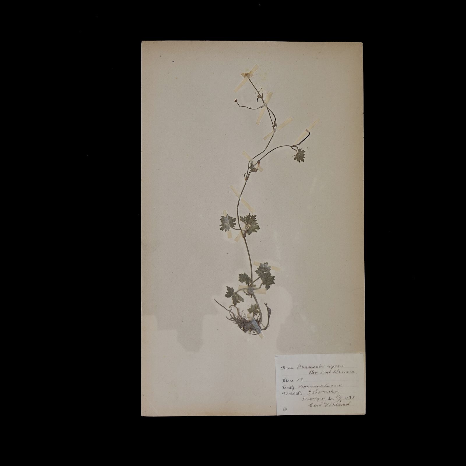 Antique Framed Herbariums. Attributed With Date, Botanist And Location In Sweden photo for sale