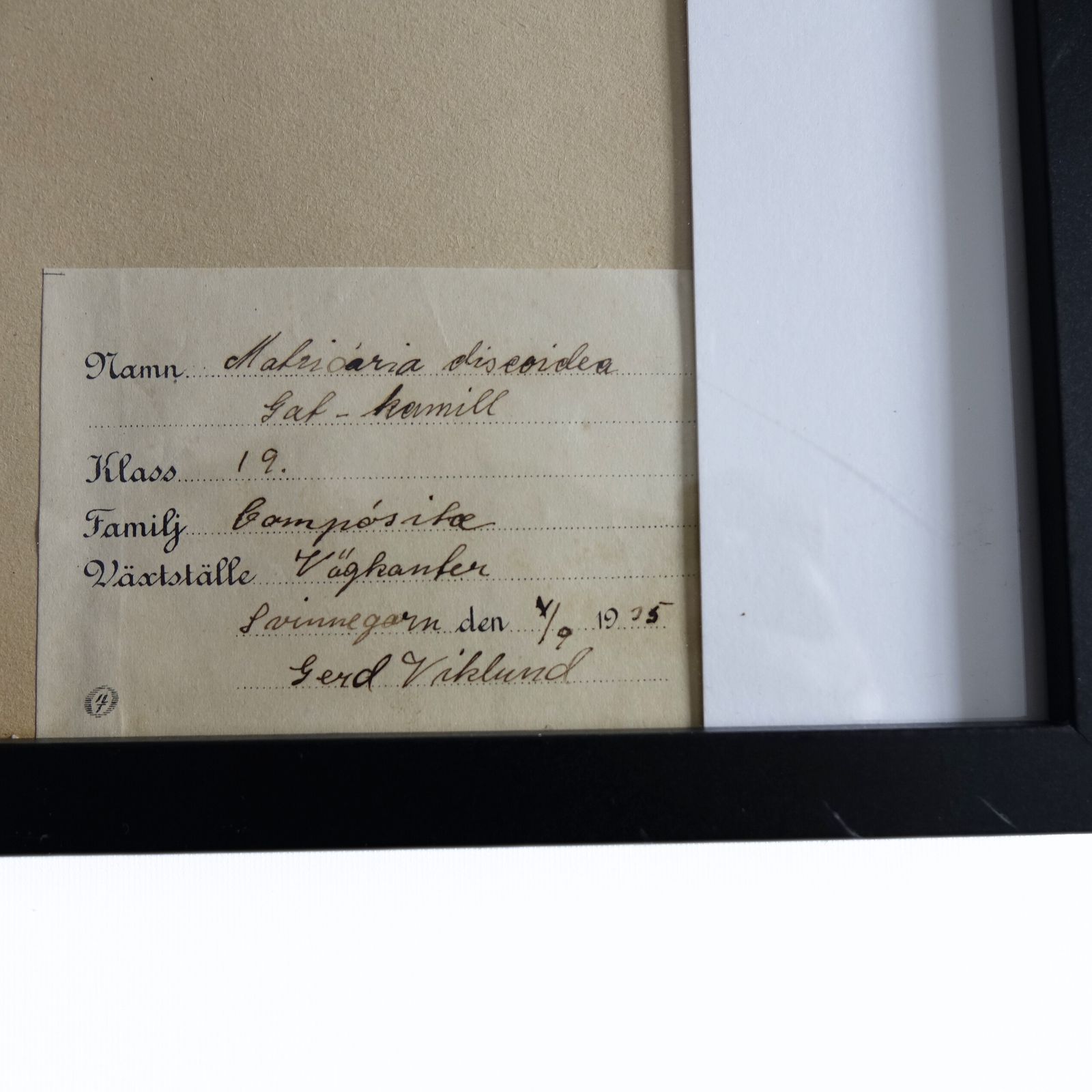 Antique Framed Herbariums. Attributed With Date, Botanist And Location In Sweden photo for sale