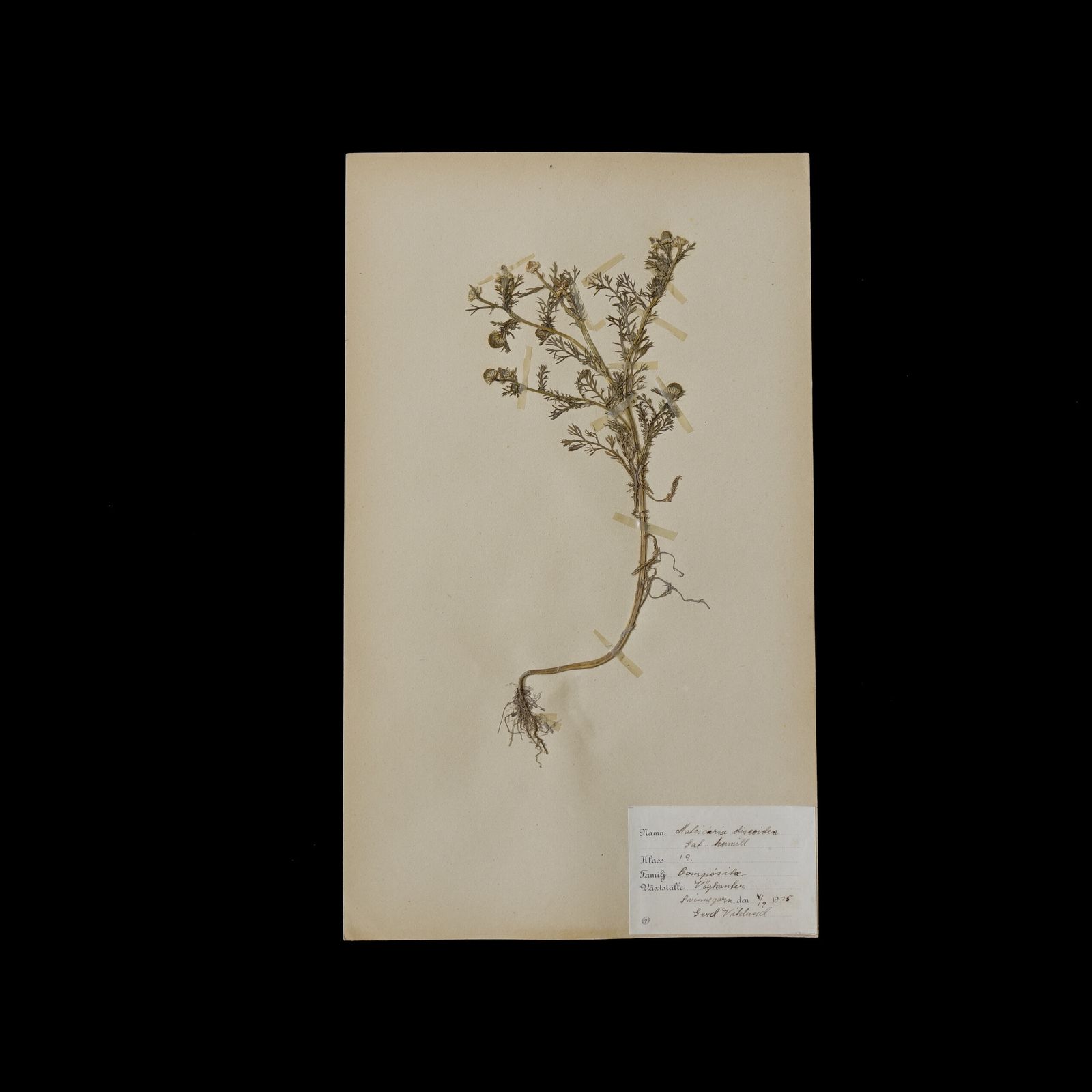 Antique Framed Herbariums. Attributed With Date, Botanist And Location In Sweden photo Art