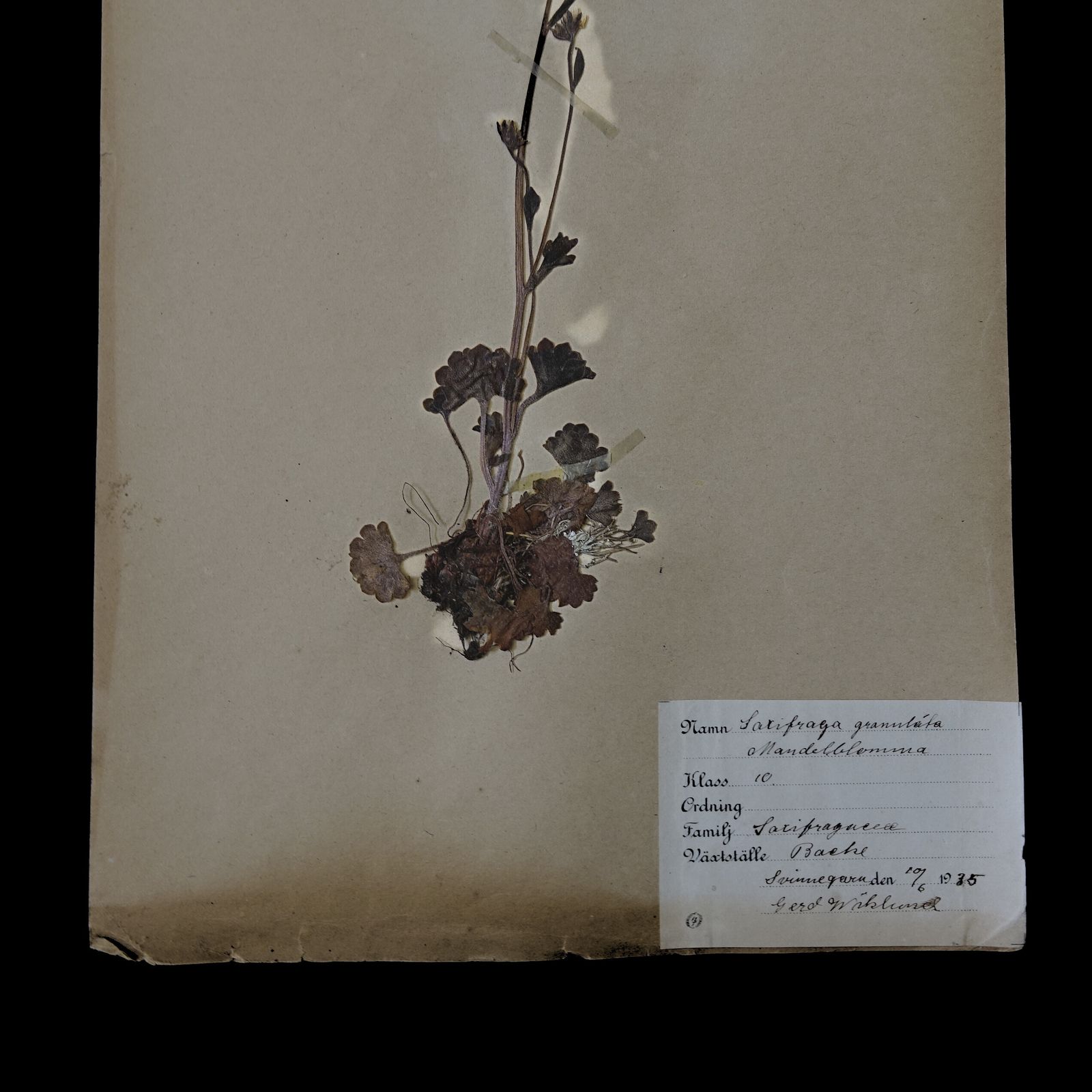 Antique Framed Herbariums. Attributed With Date, Botanist And Location In Sweden photo Art