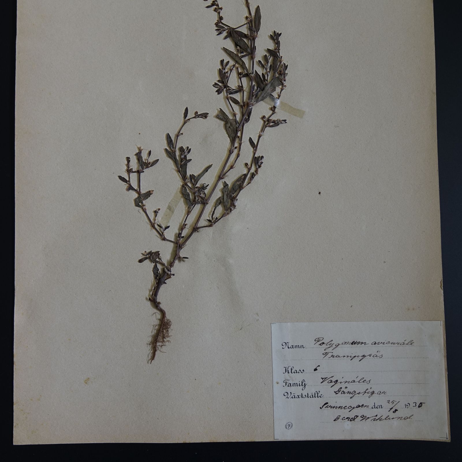 Antique Herbarium. Different Floral Species Picked In Sweden 1890 1950s. photo 105.0