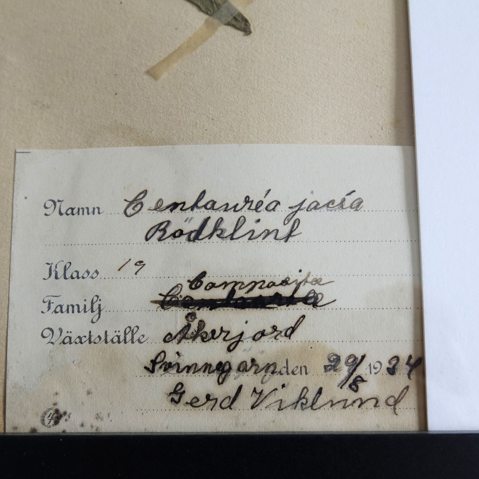 Antique Framed Herbariums. Attributed With Date, Botanist And Location In Sweden photo for sale